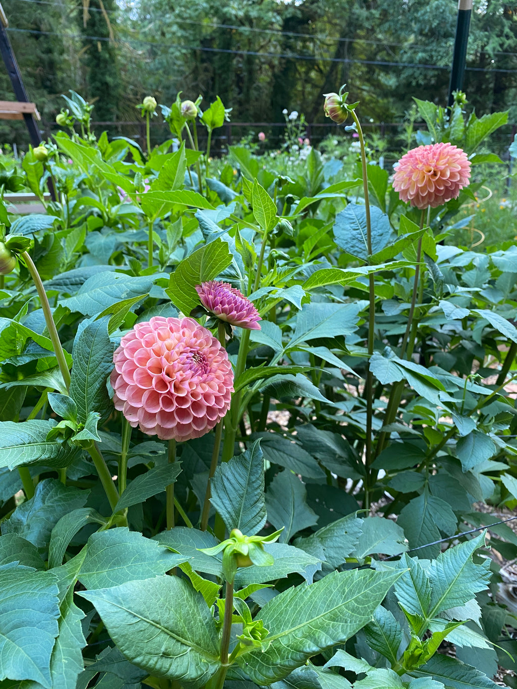 Caitlin's Joy - Dahlia Tuber