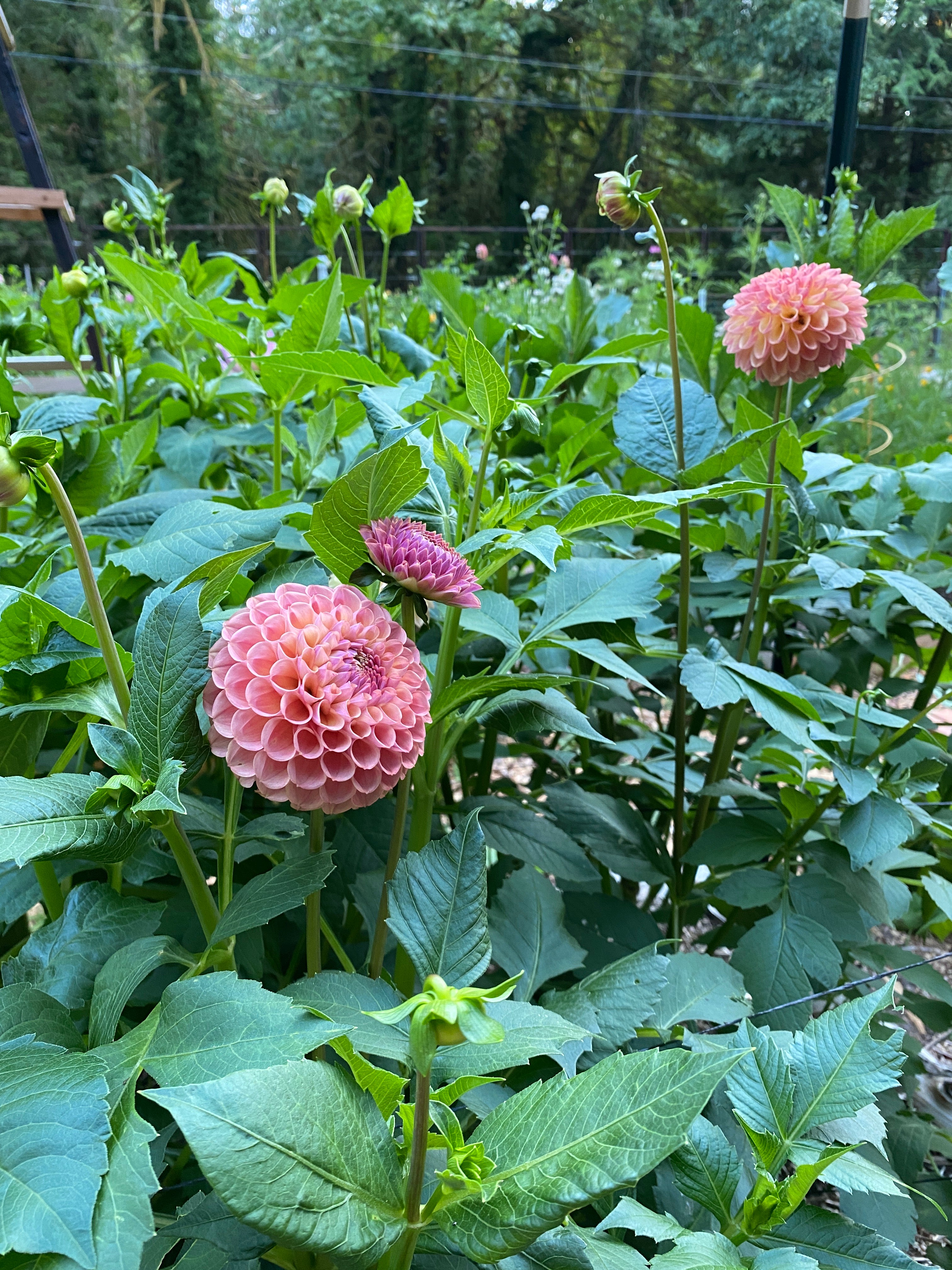 Caitlyn's Joy -Dahlia Tuber Bundle of 10