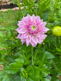 BJ's Dusty Rose - Dahlia Tuber Bundle of 5