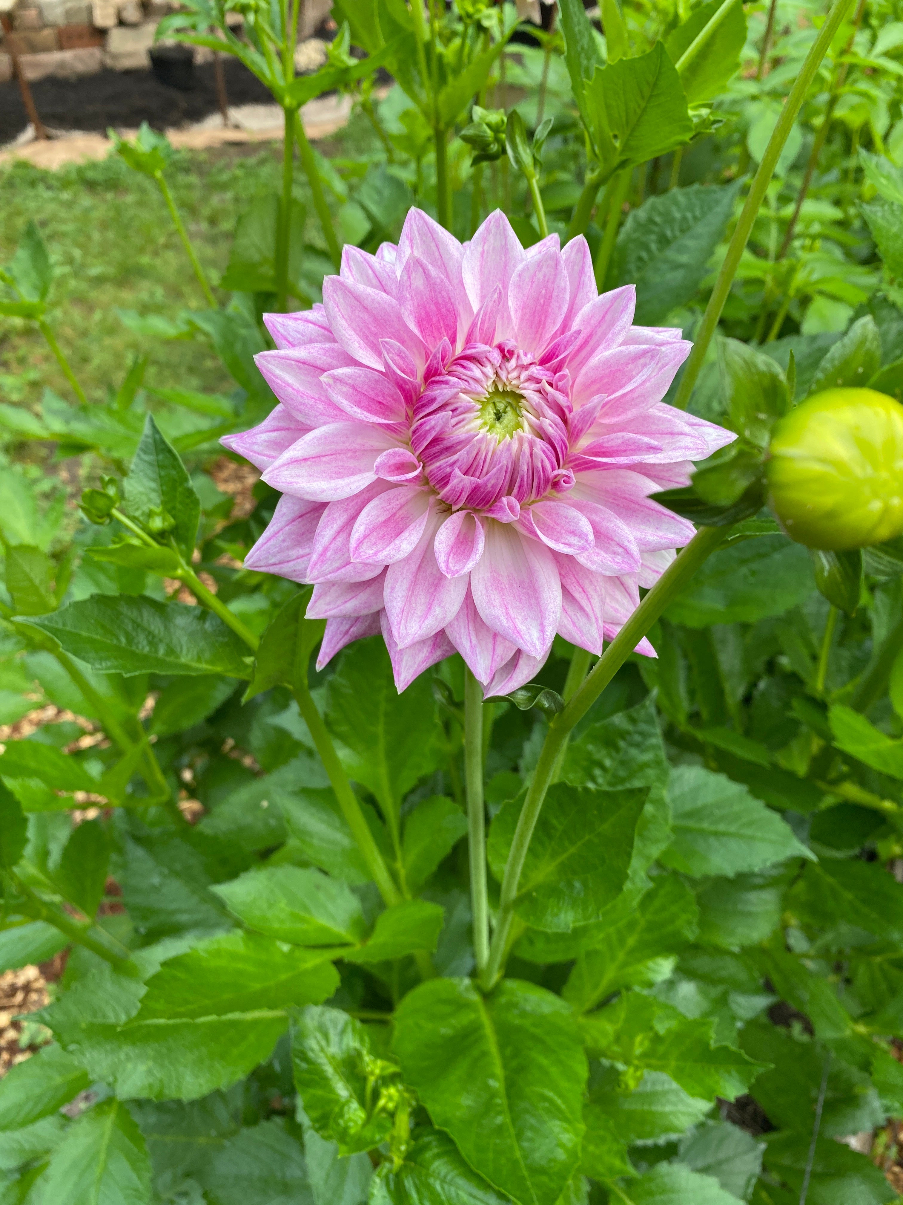 BJ's Dusty Rose - Dahlia Tuber