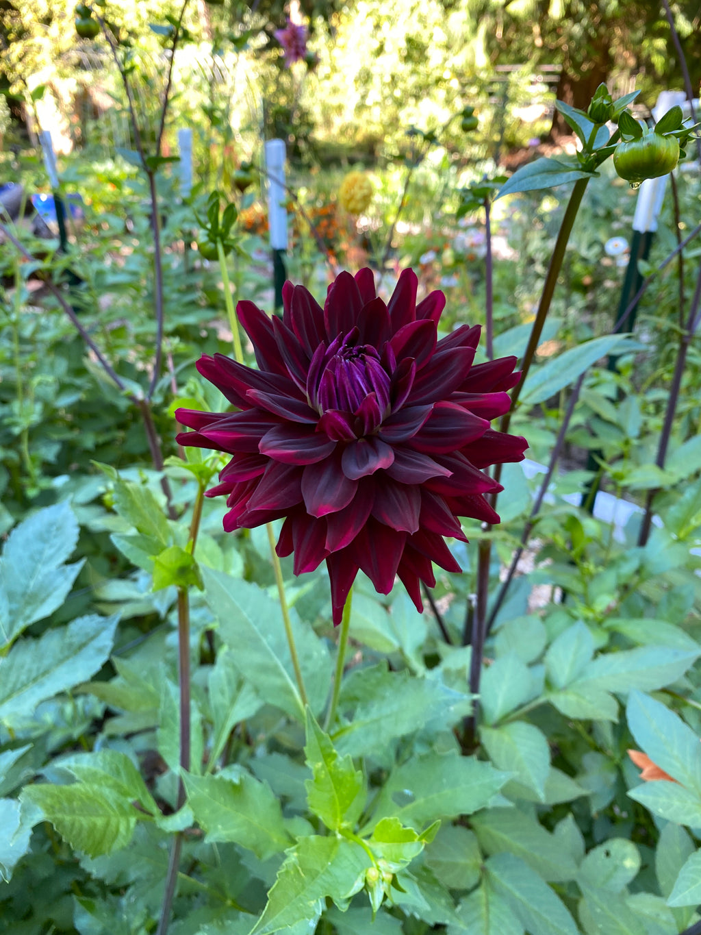 Hollyhill Black Beauty - Dahlia Tuber
