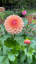 Bloomquist Alan -Dahlia Tuber Bundle of 10