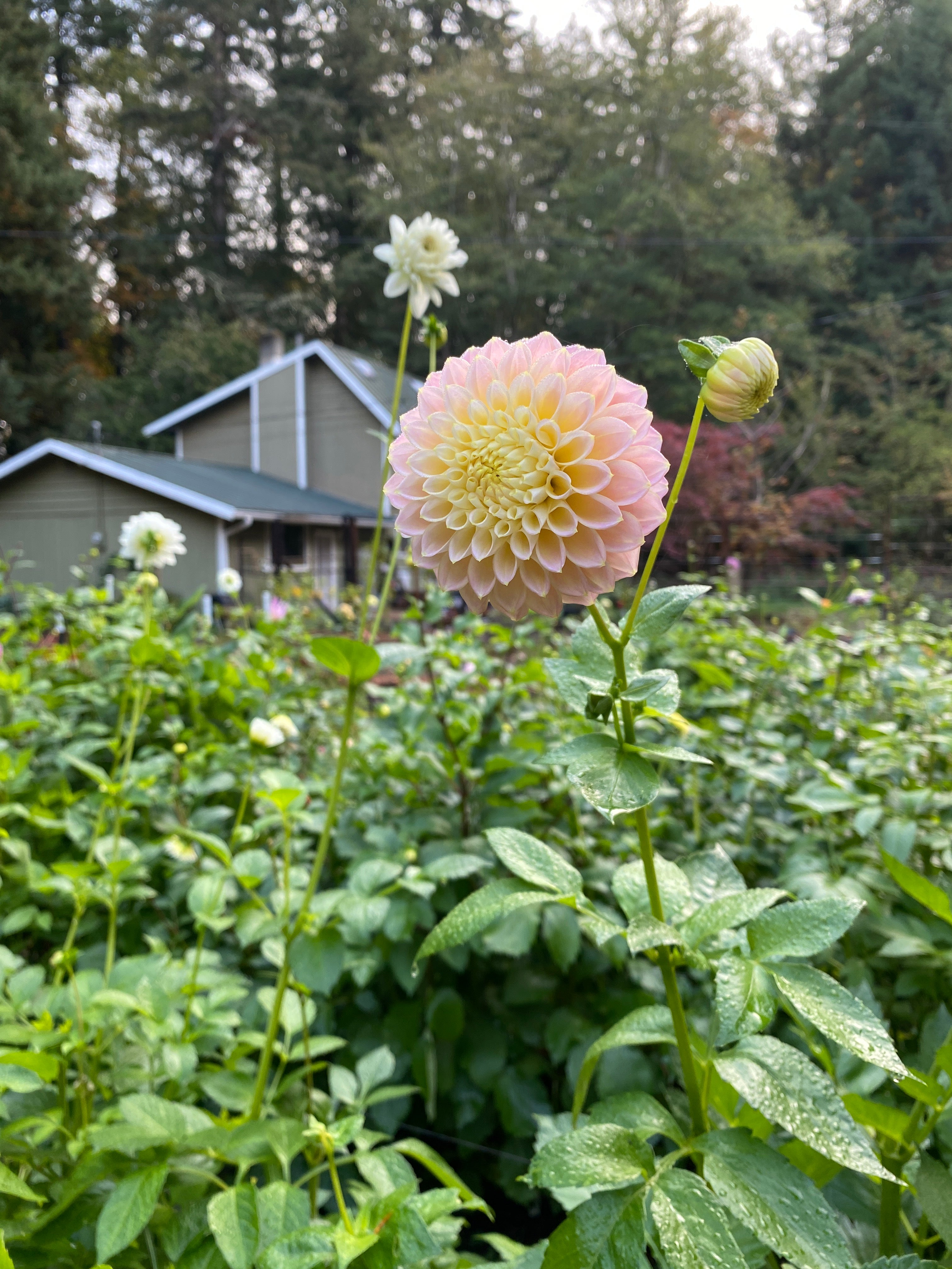 Sugartown Sunrise - Dahlia Tuber