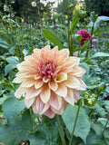 Mocha Katie - Dahlia Tuber