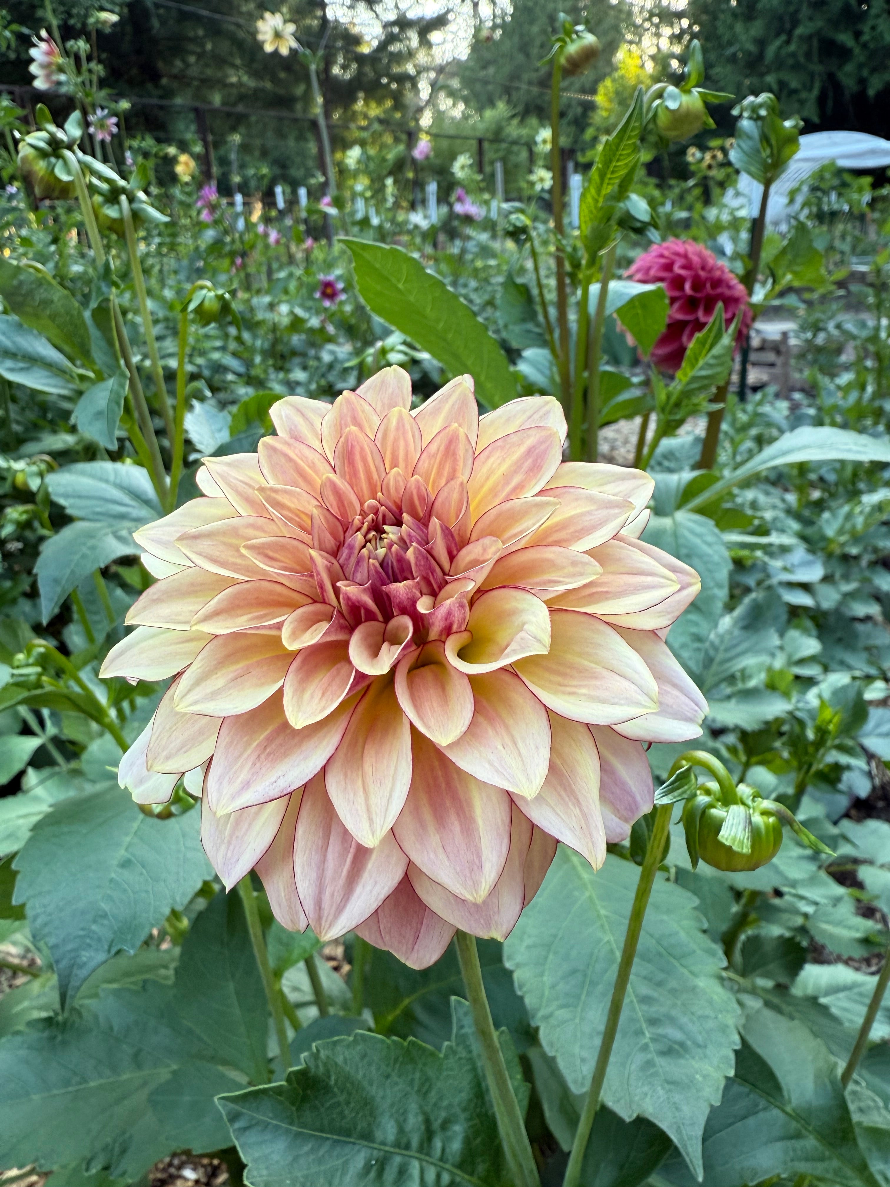 Mocha Katie - Dahlia Tuber