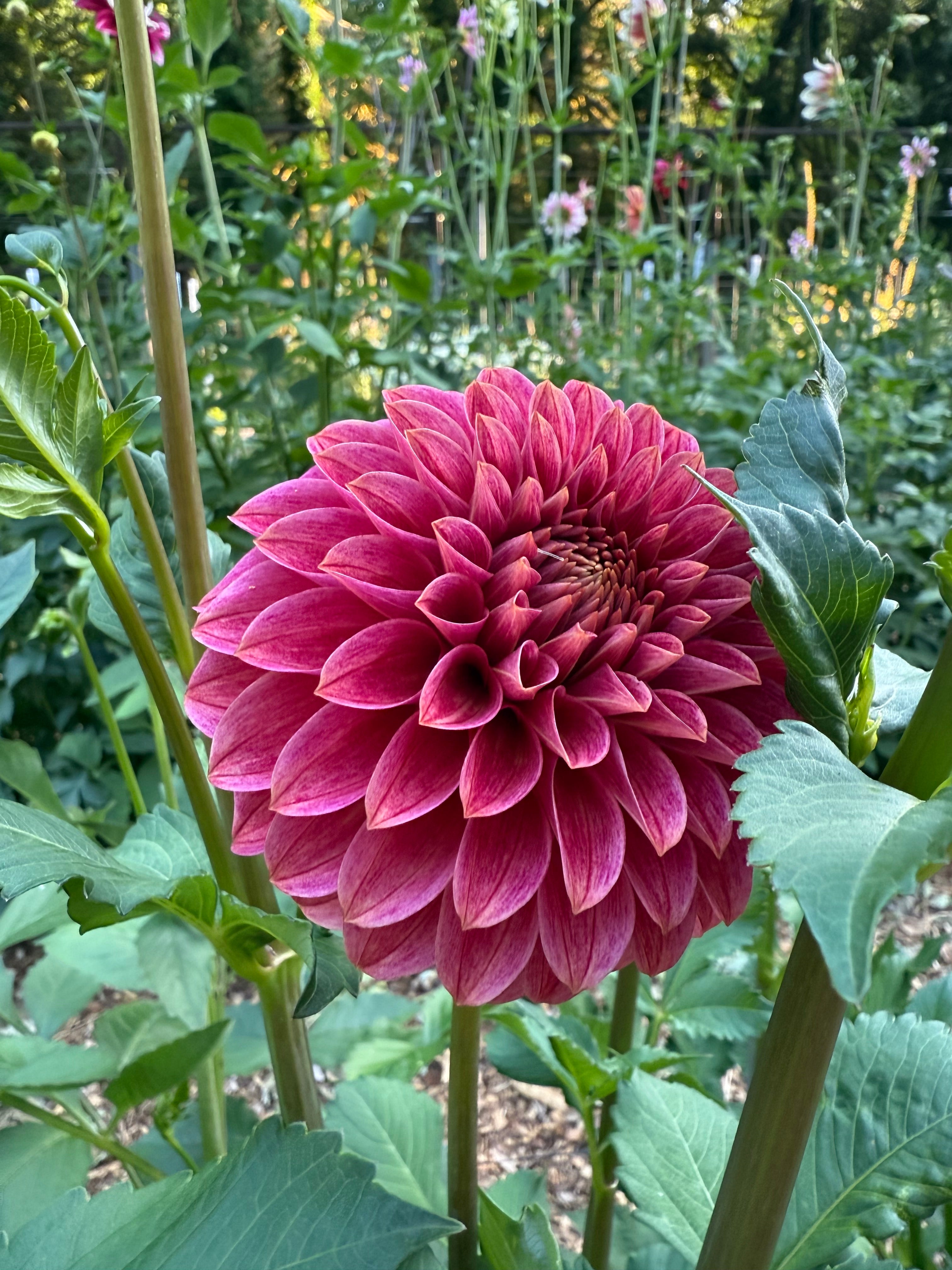 SC REJ / Rosie Jo - Dahlia Tuber