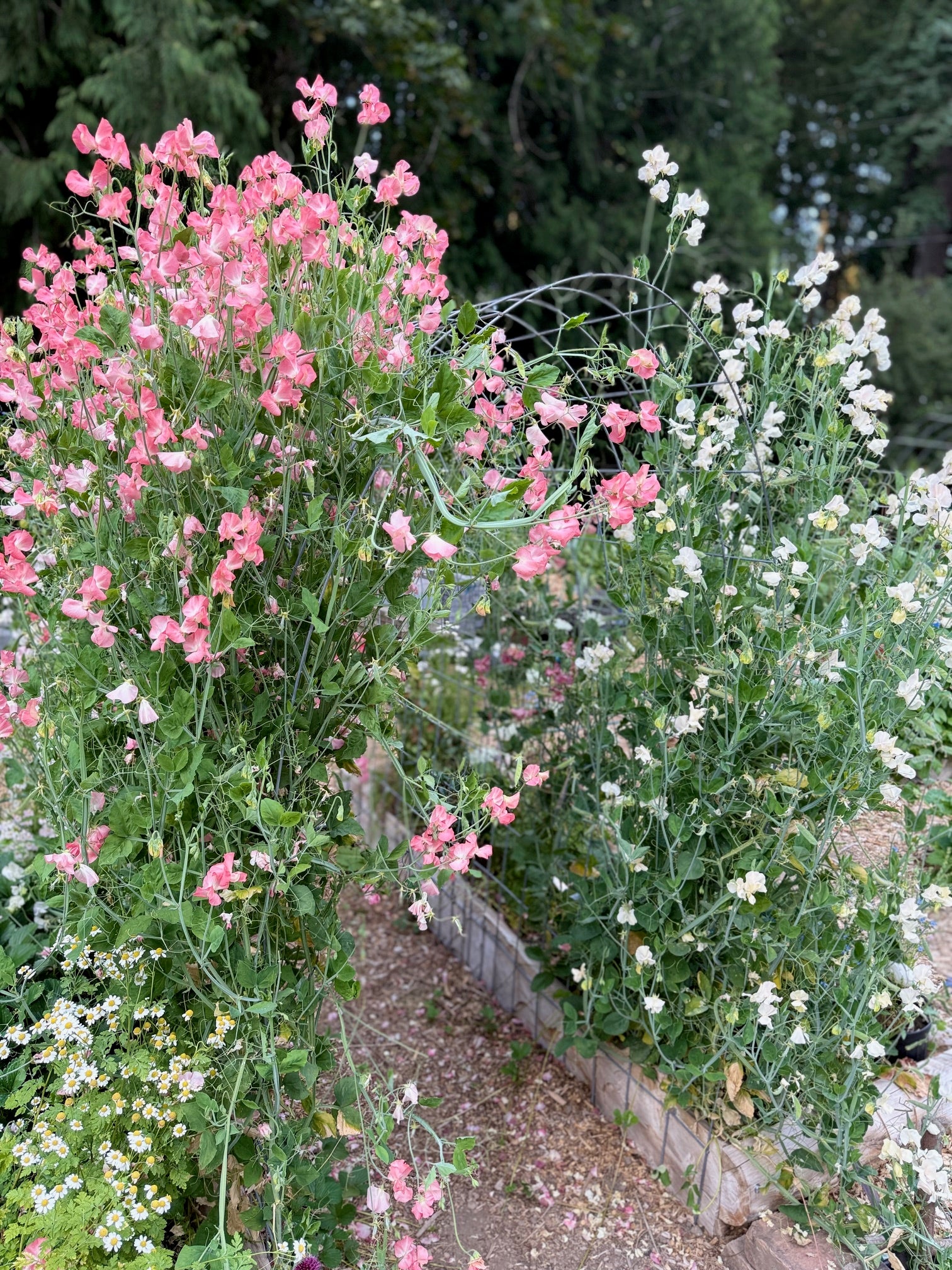 Sweet pea tunnel with Yvette Ann and Juliet vines