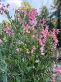 Yvette Ann Sweet Pea Seed
