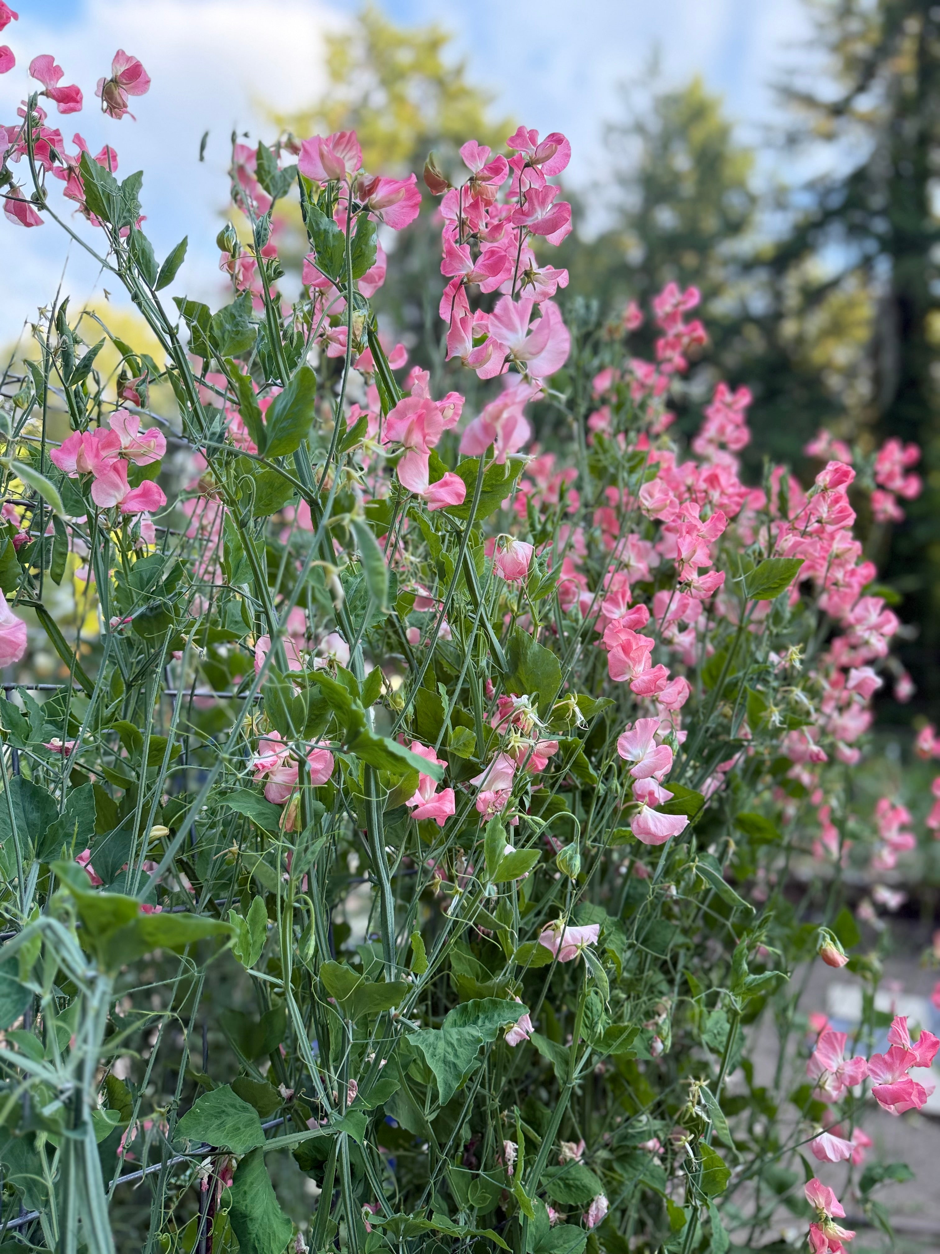 Yvette Ann - ruffly pink blossoms climbing up a trellis