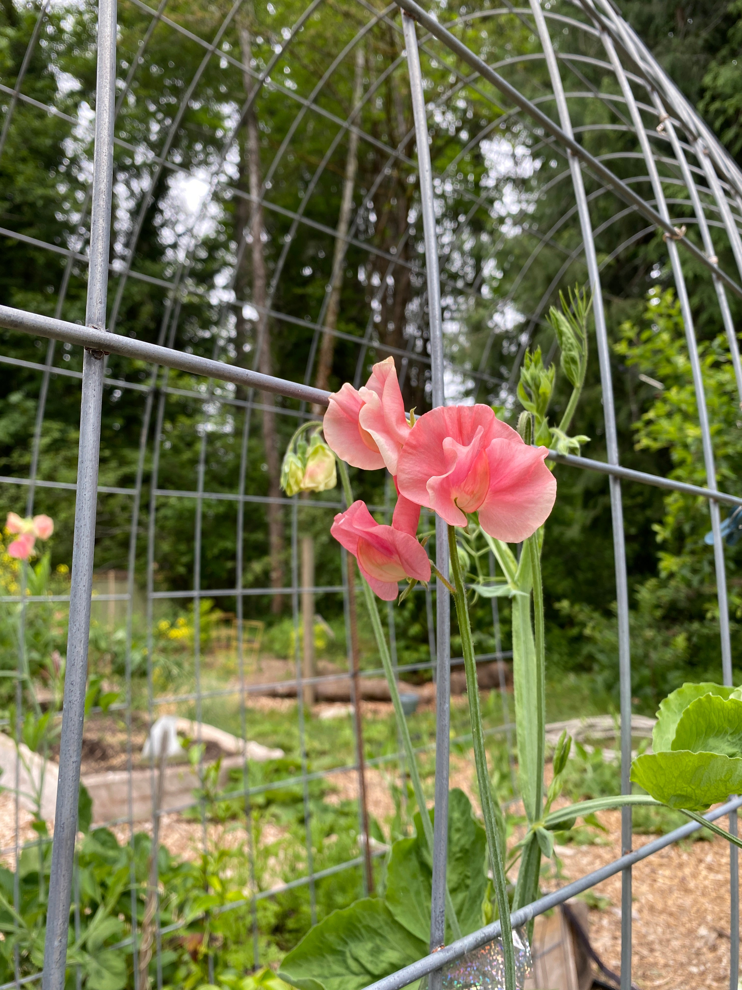 Kings Ransom - highly coveted for it's smokey watermelon raspberry blooms.  