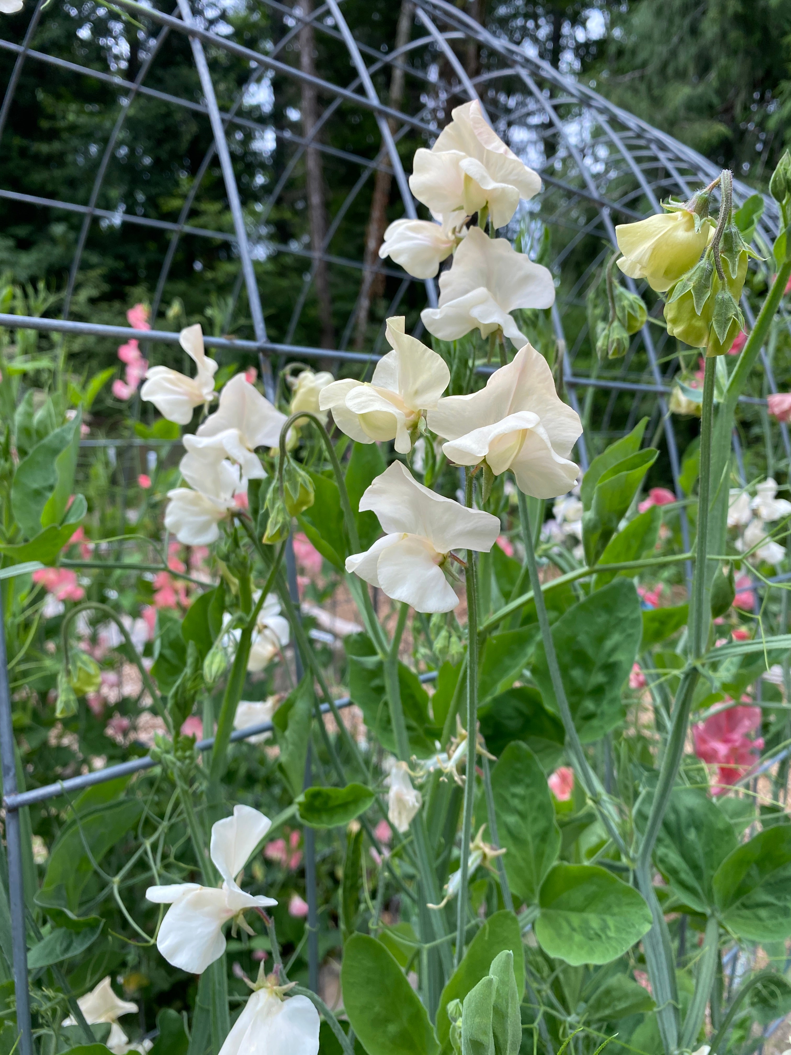 Juliet - cream colored blooms climbing up a trellis. A favorite in the garden!