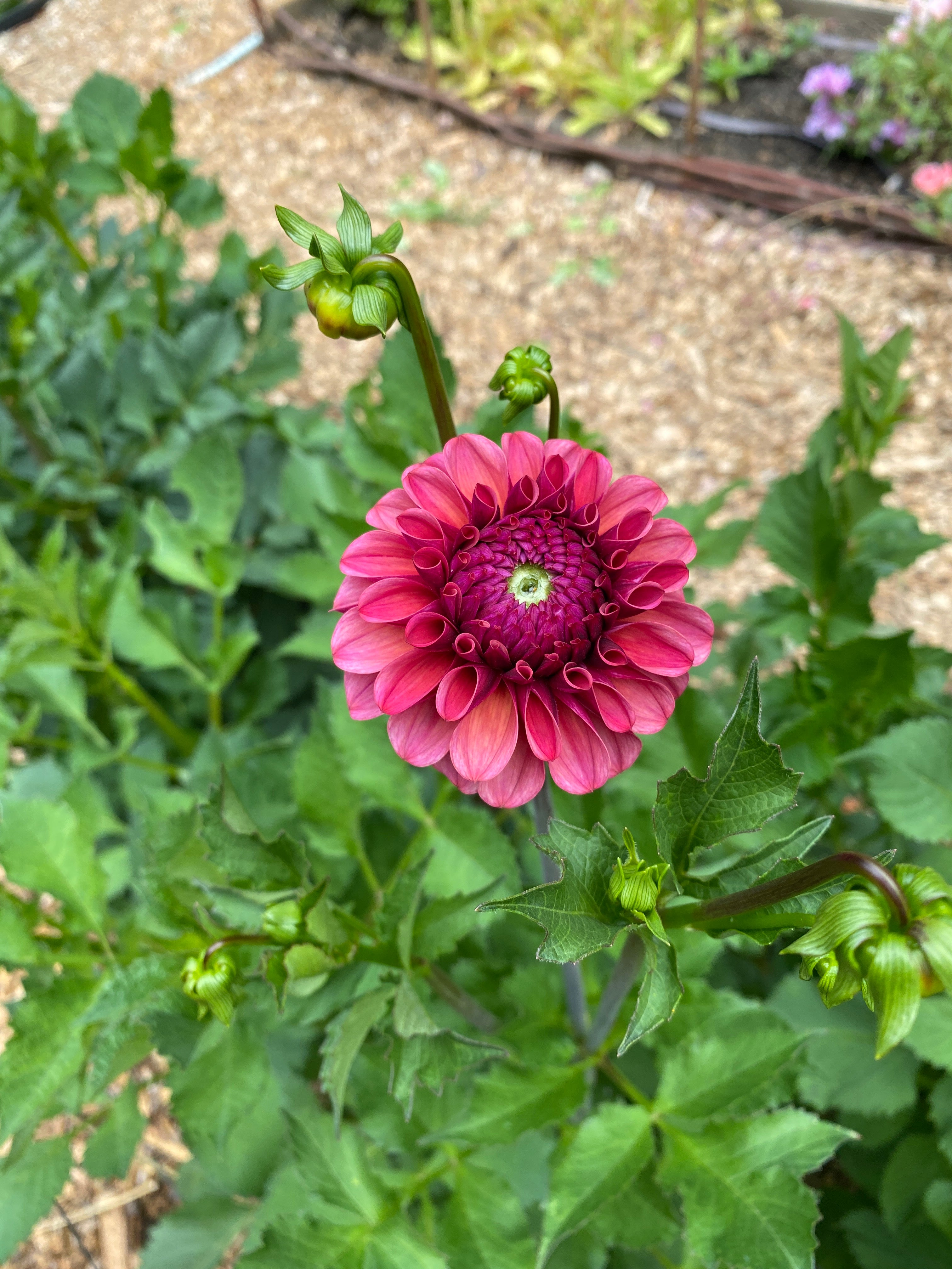 Mission Gypsy - Dahlia Tuber