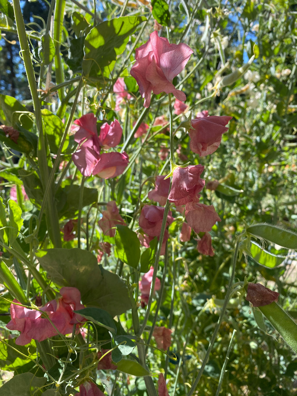 Kings Ransom Sweet Pea Seeds