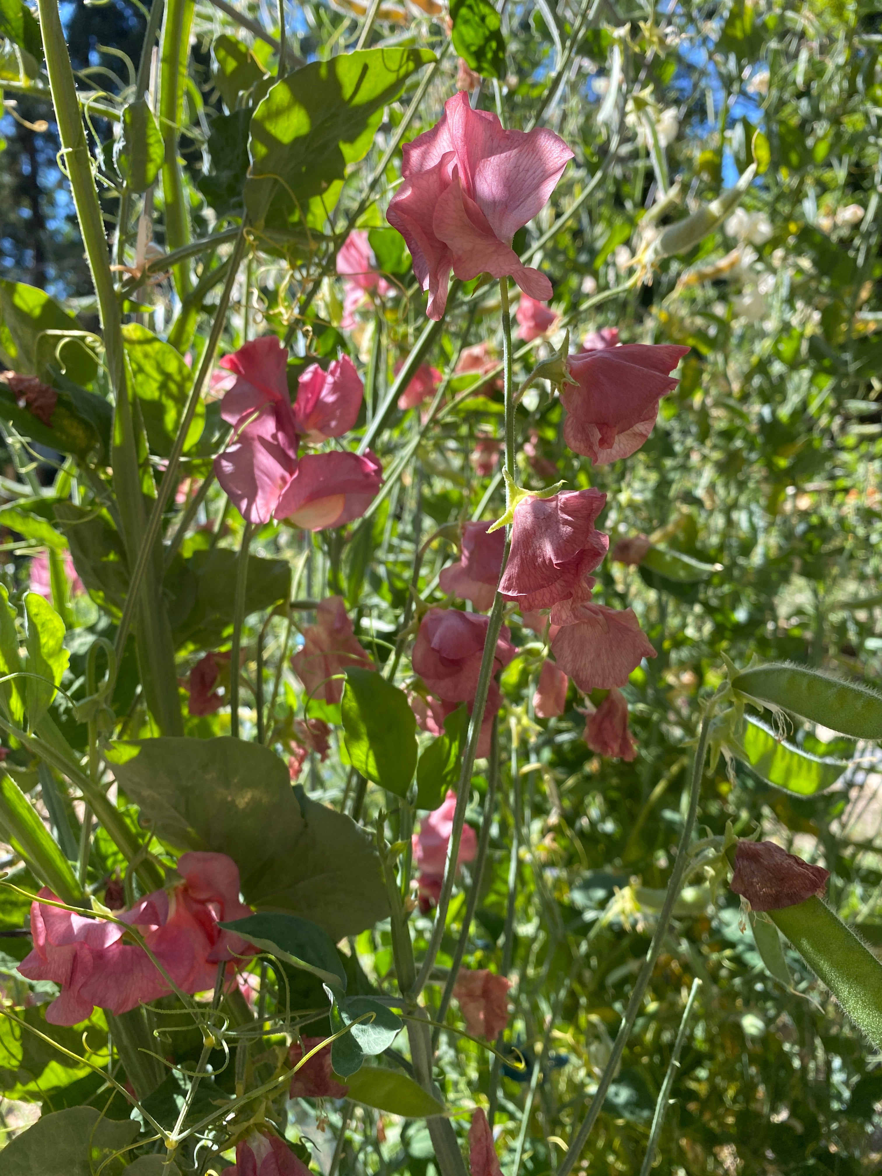 Kings Ransom Sweet Pea Seeds