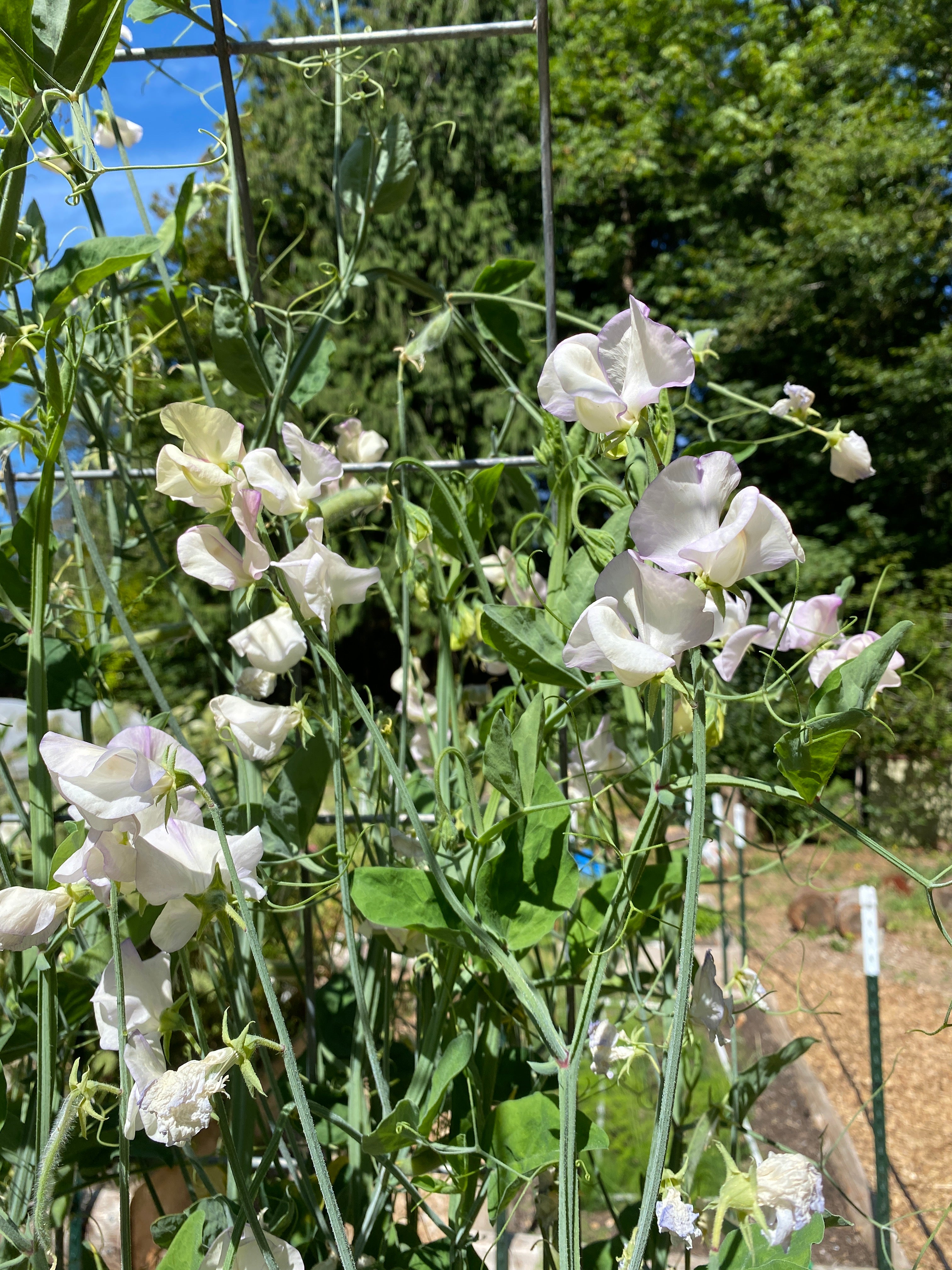 High Scent - a ruffled white with blue flush of color bloom
