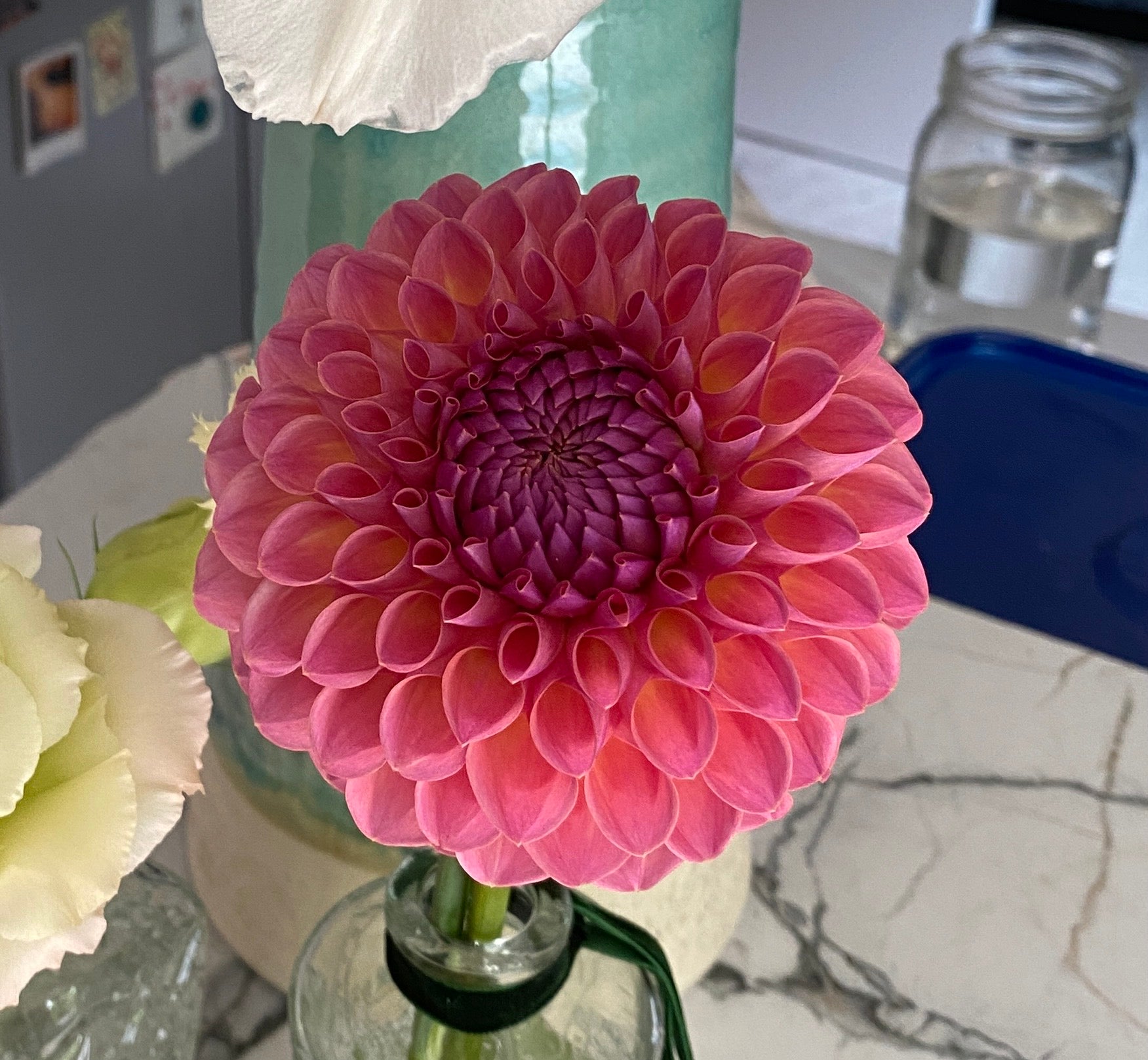 Jowey Winnie- Dahlia Tuber