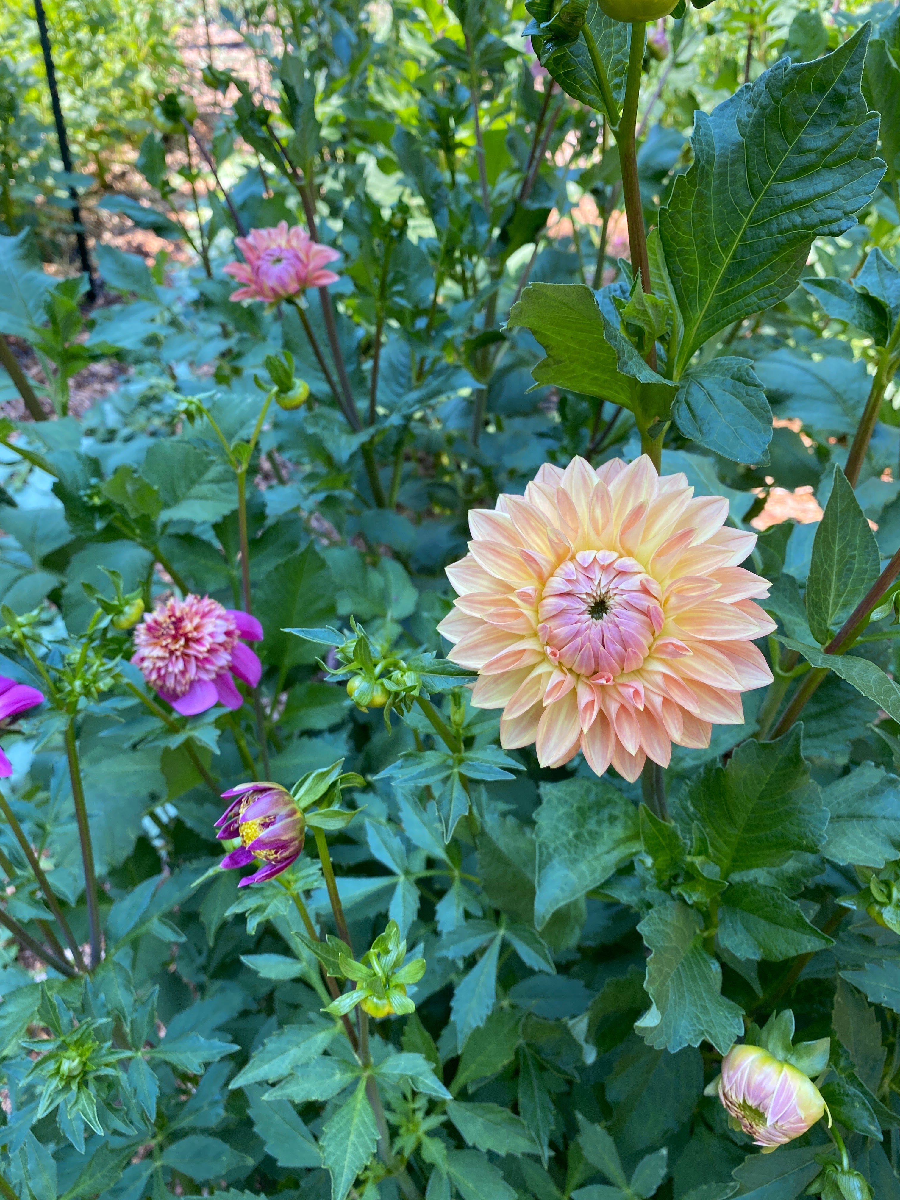 Bloomquist Alan -Dahlia Tuber Bundle of 10