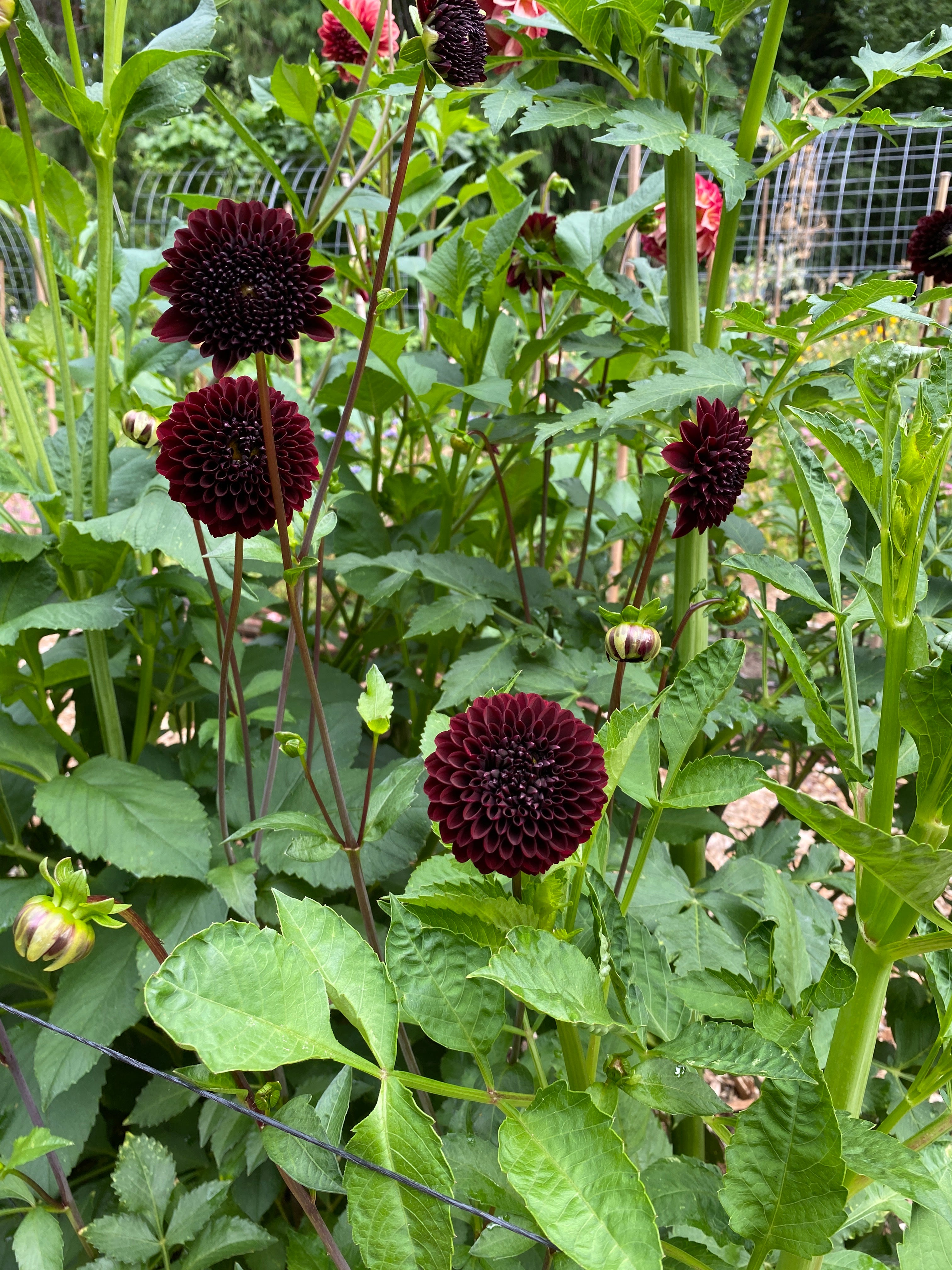Bloomquist Champion - Dahlia Tuber