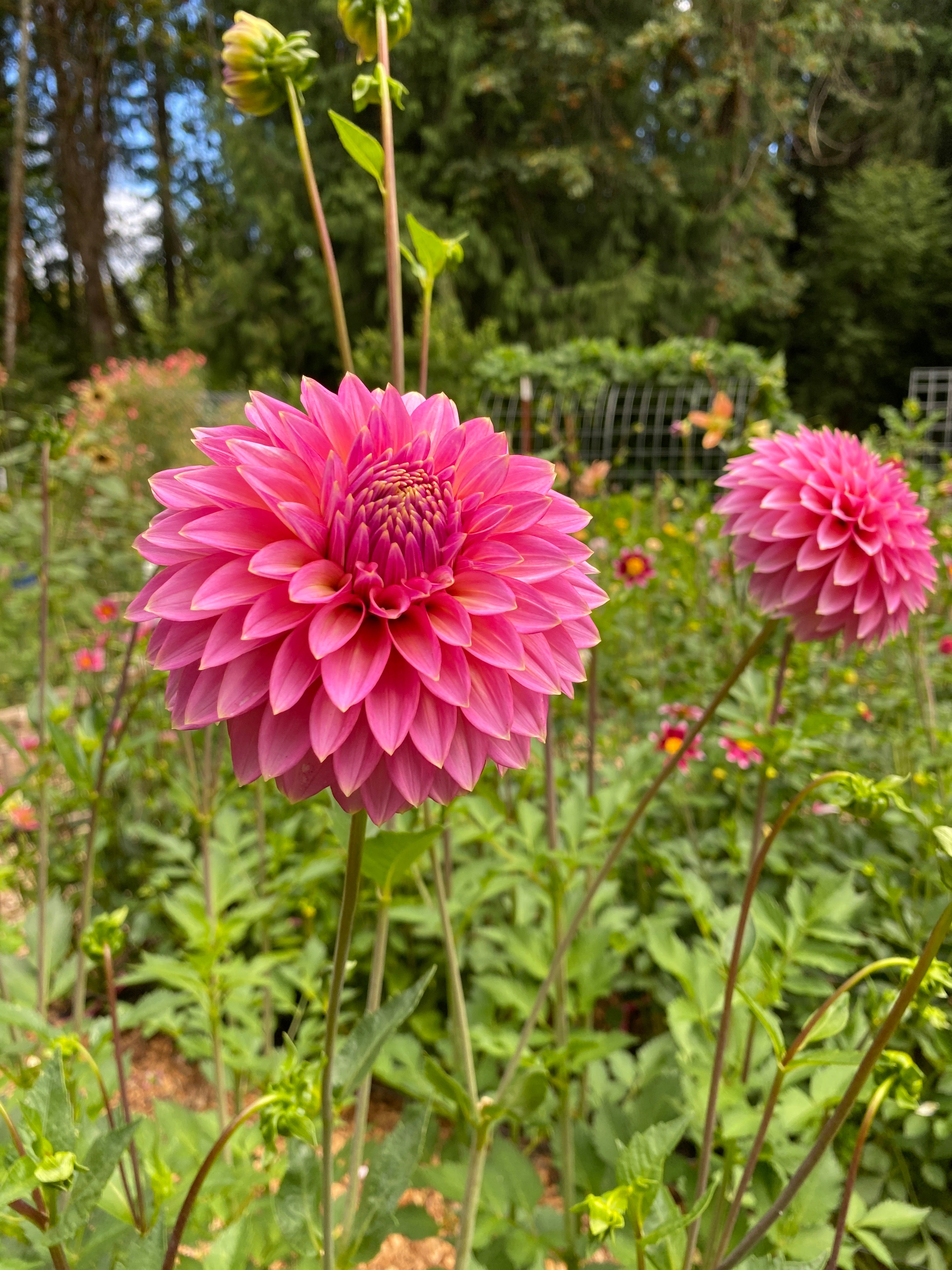 Bloomquist Mojo -Dahlia Tuber Bundle of 10