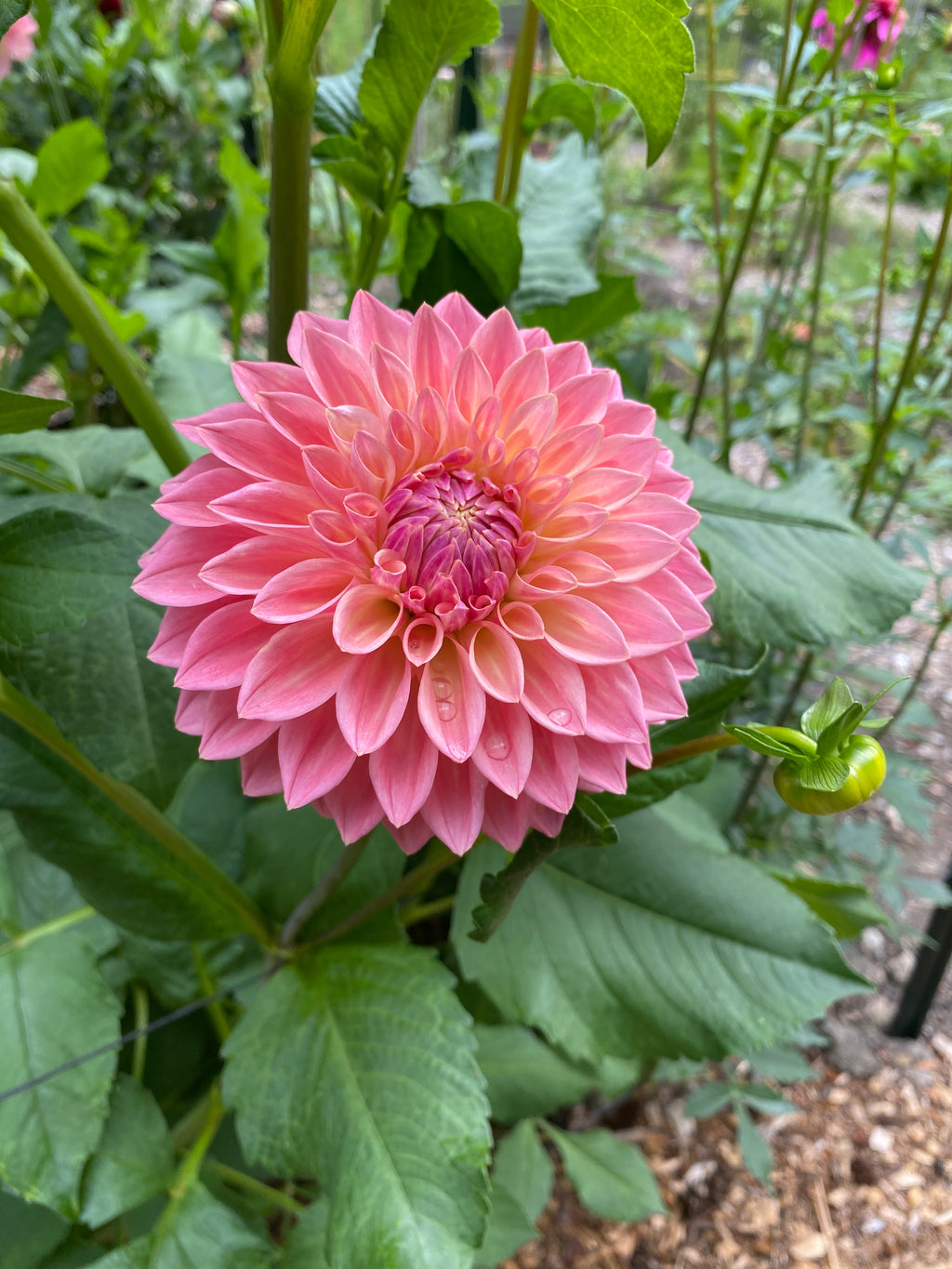 Bloomquist Alan - Dahlia Tuber