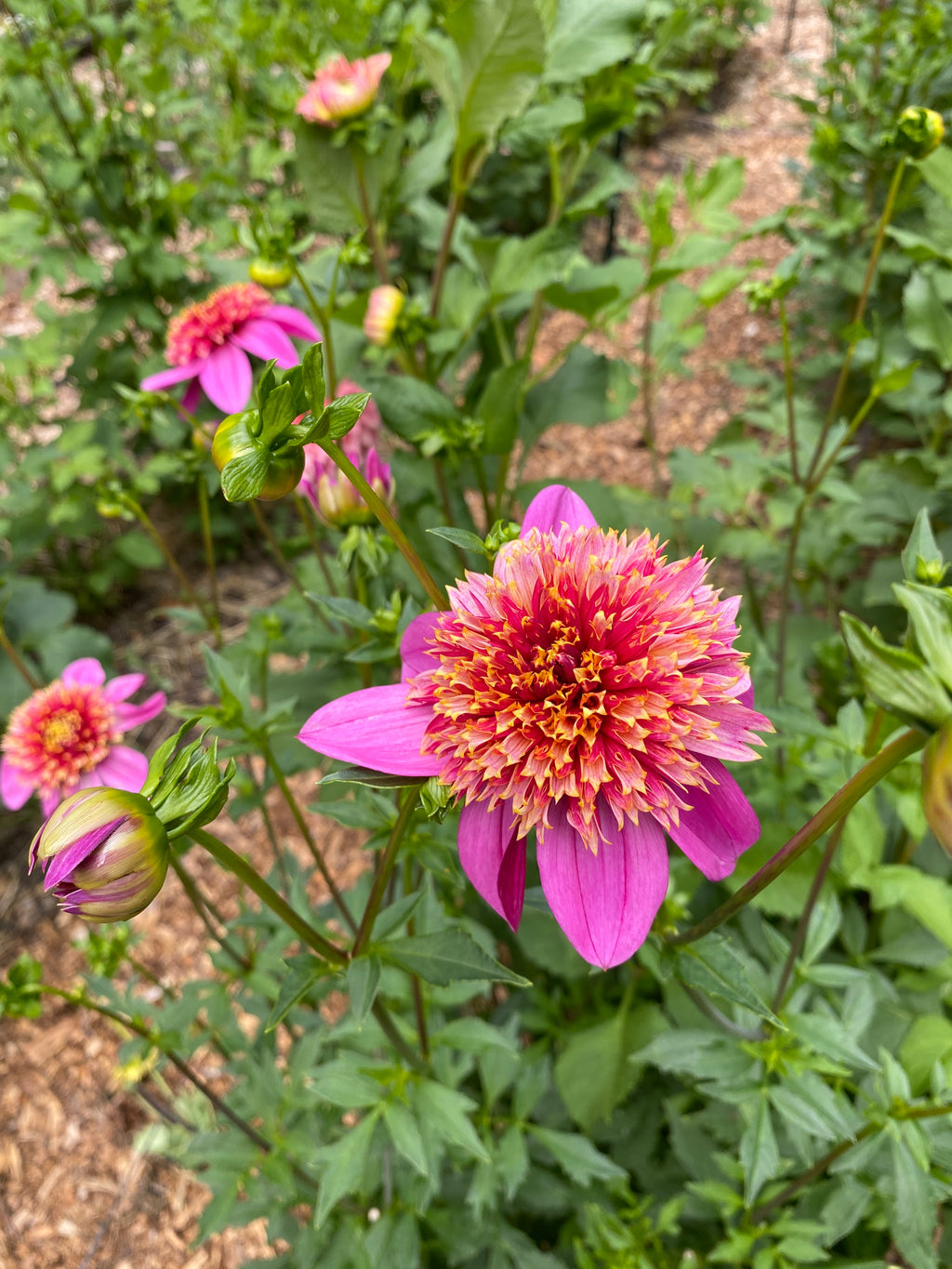 Mexico - Dahlia Tuber