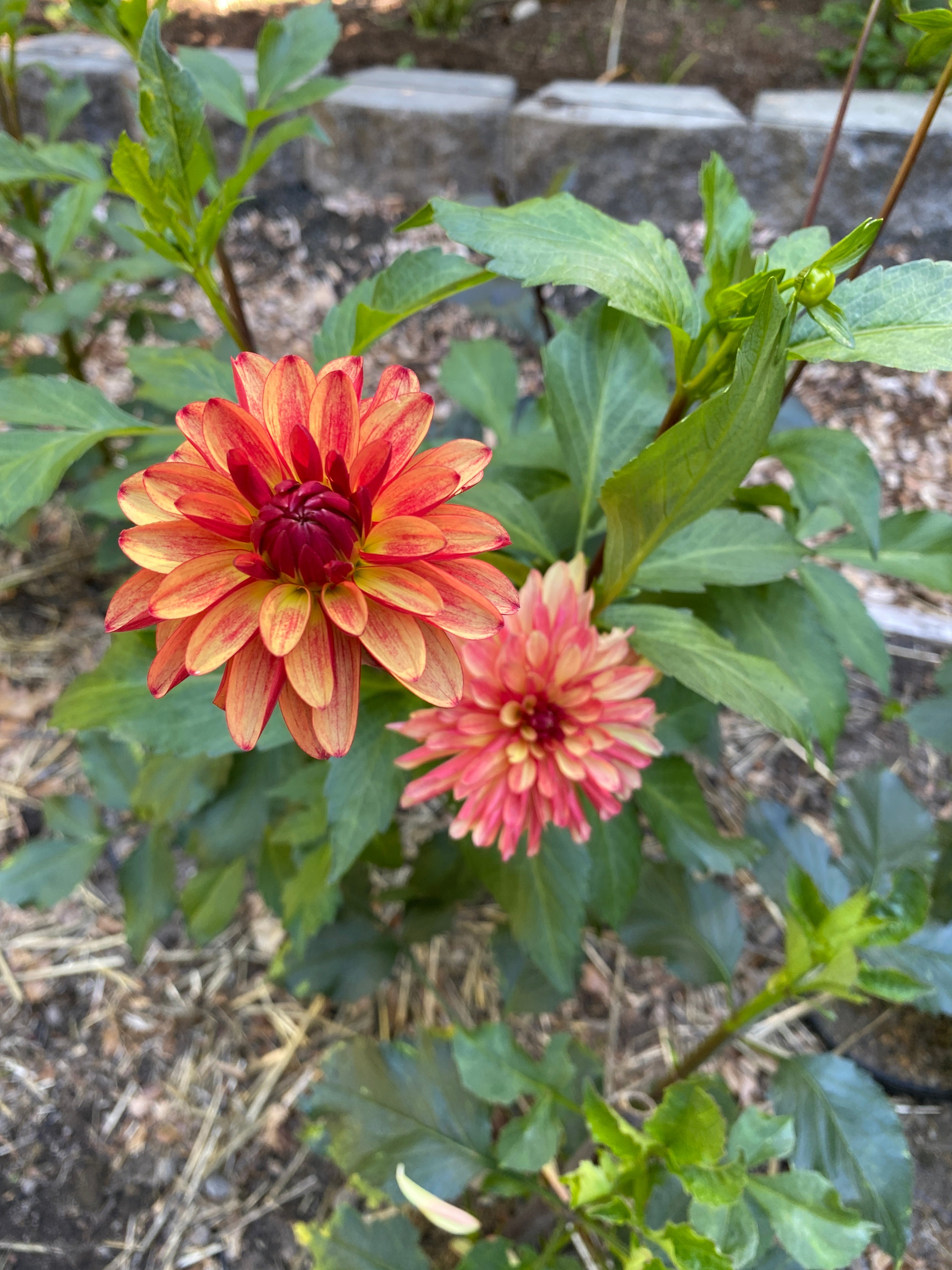 Crazy Legs - Dahlia Tuber