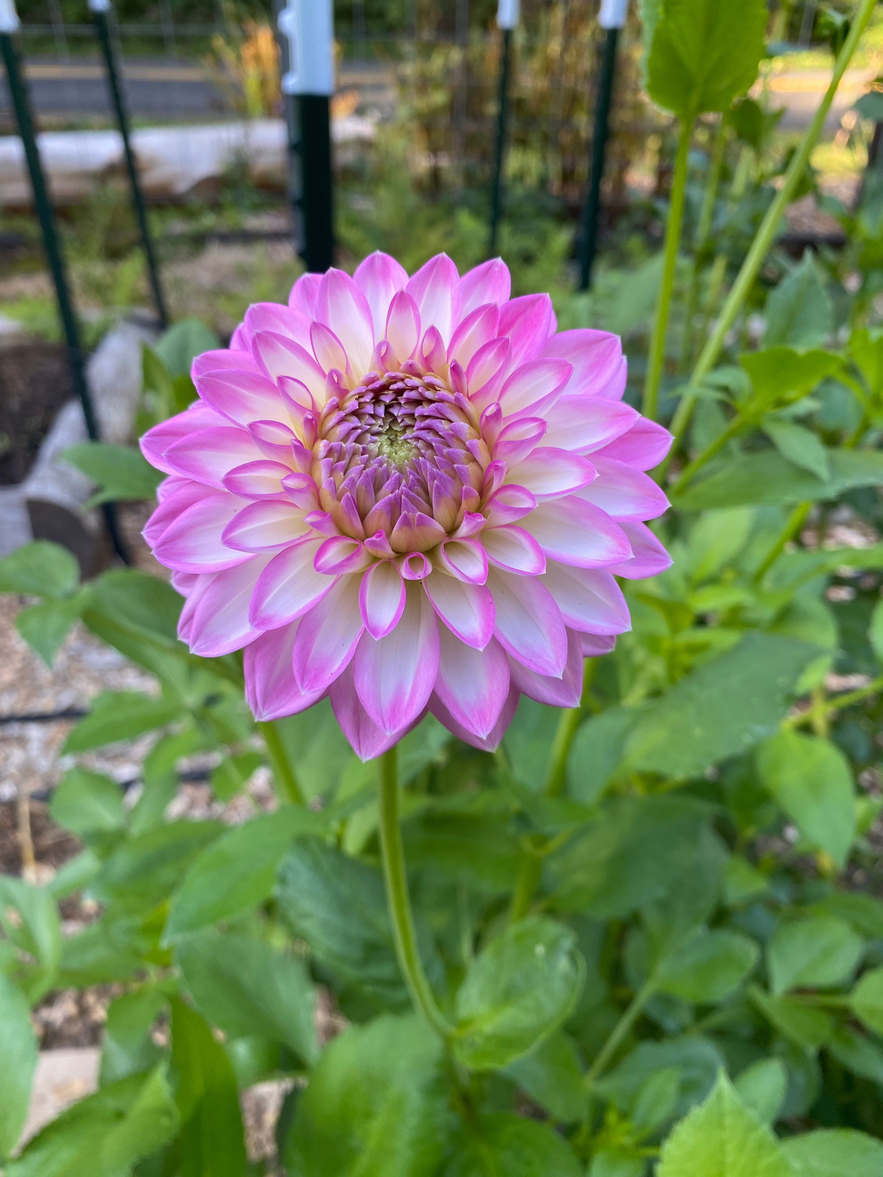 Arbatax - Dahlia Tuber