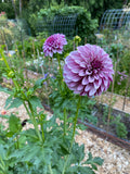 Salish Twilight Girl - Dahlia Tuber
