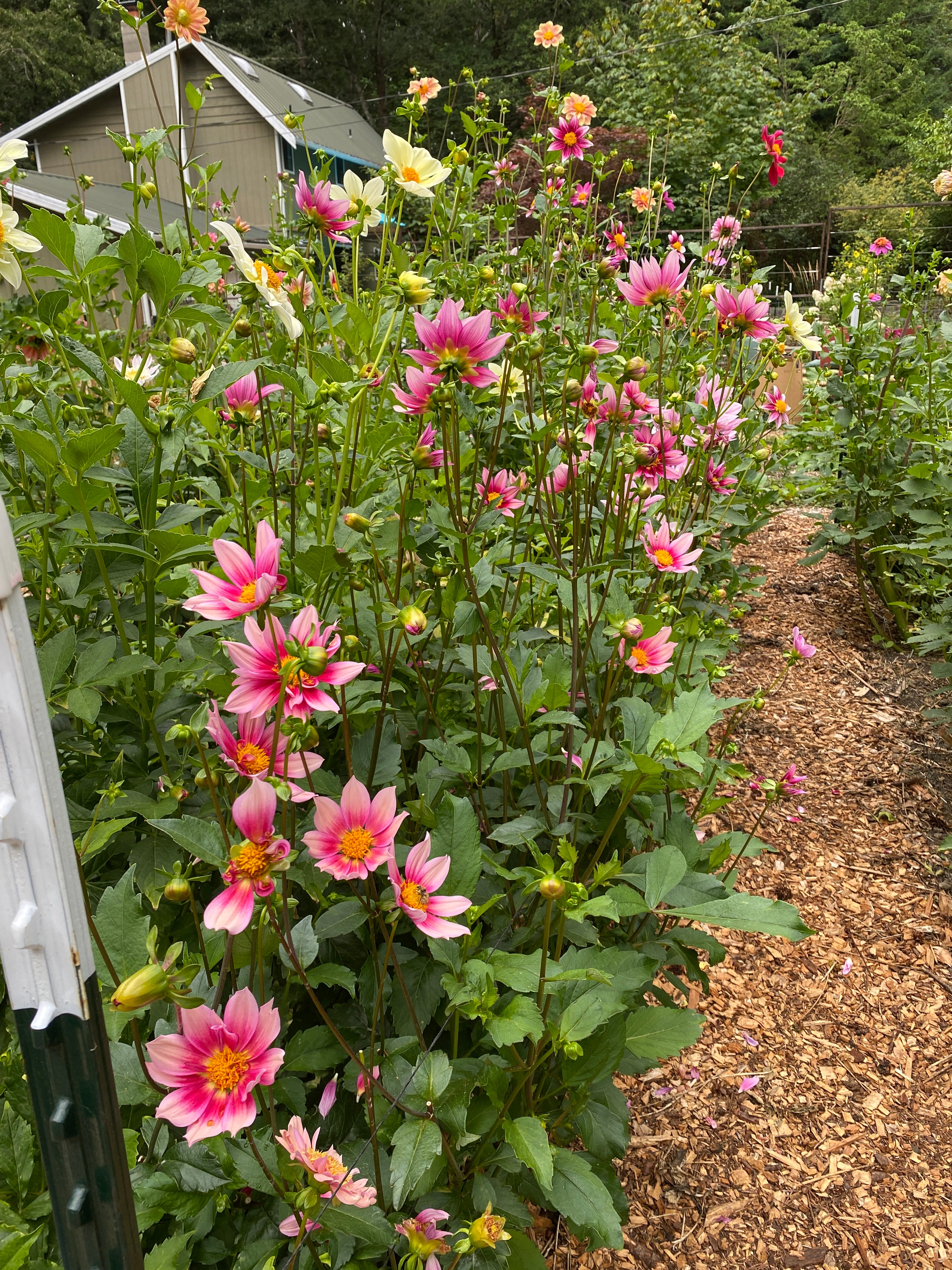 Pink and yellow flowers in a garden with green foliage and a wooden fence in the background.