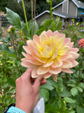 Hollyhill Serenity - Dahlia Tuber
