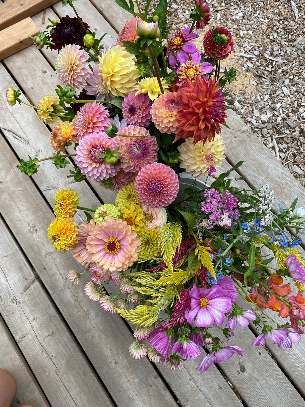 Growers Choice/Mystery Bulk Bundle of 10 - Dahlia Tuber