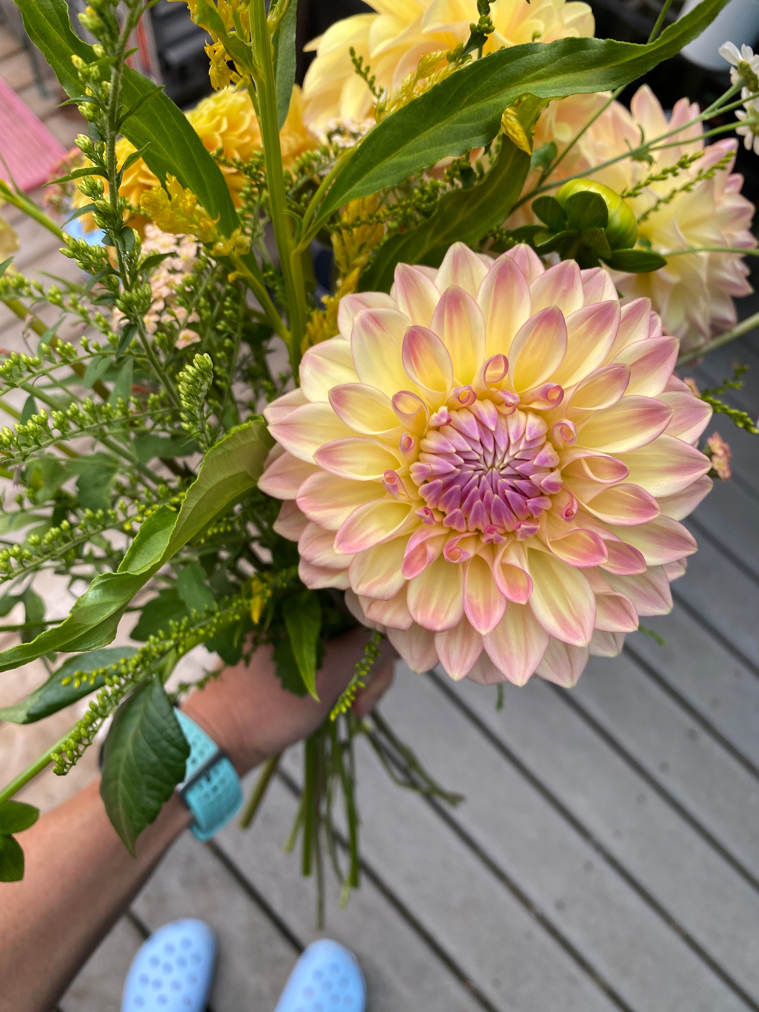 Bloomquist Alan -Dahlia Tuber Bundle of 10