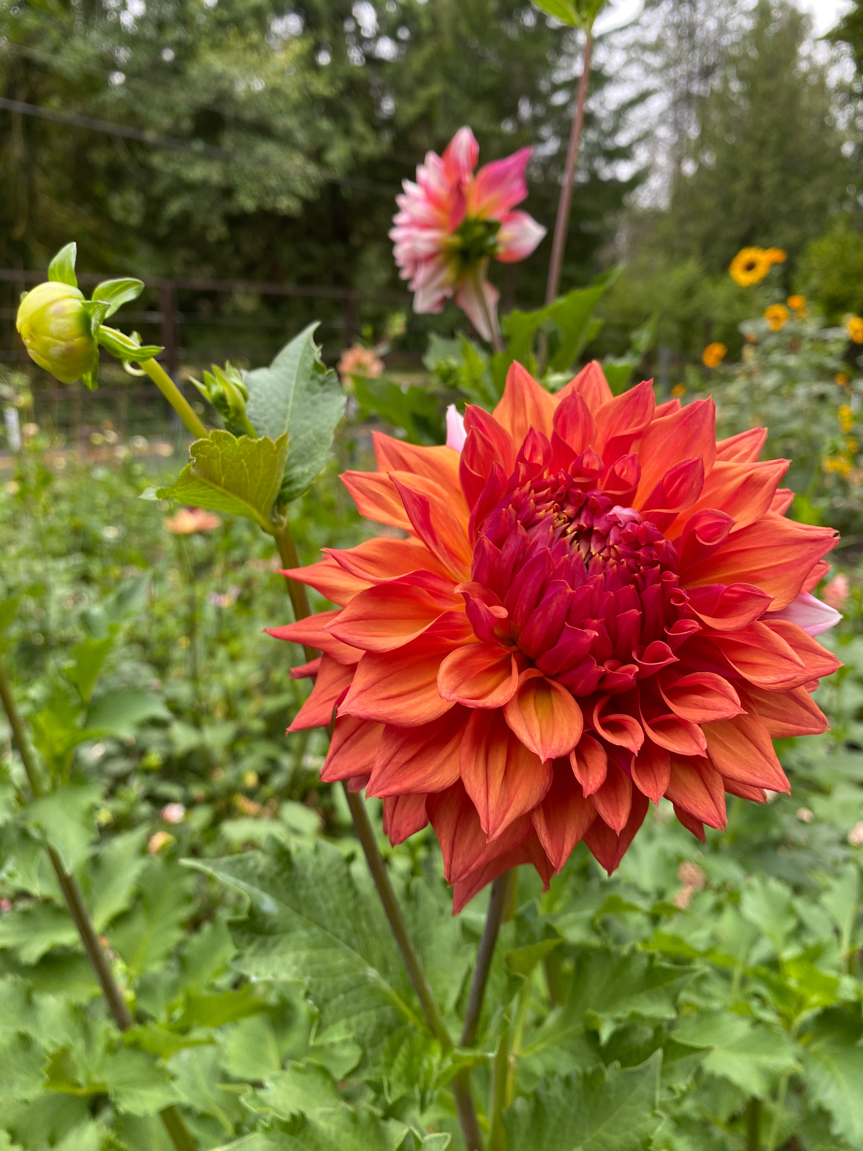 Alpen Parfait - Dahlia Tuber