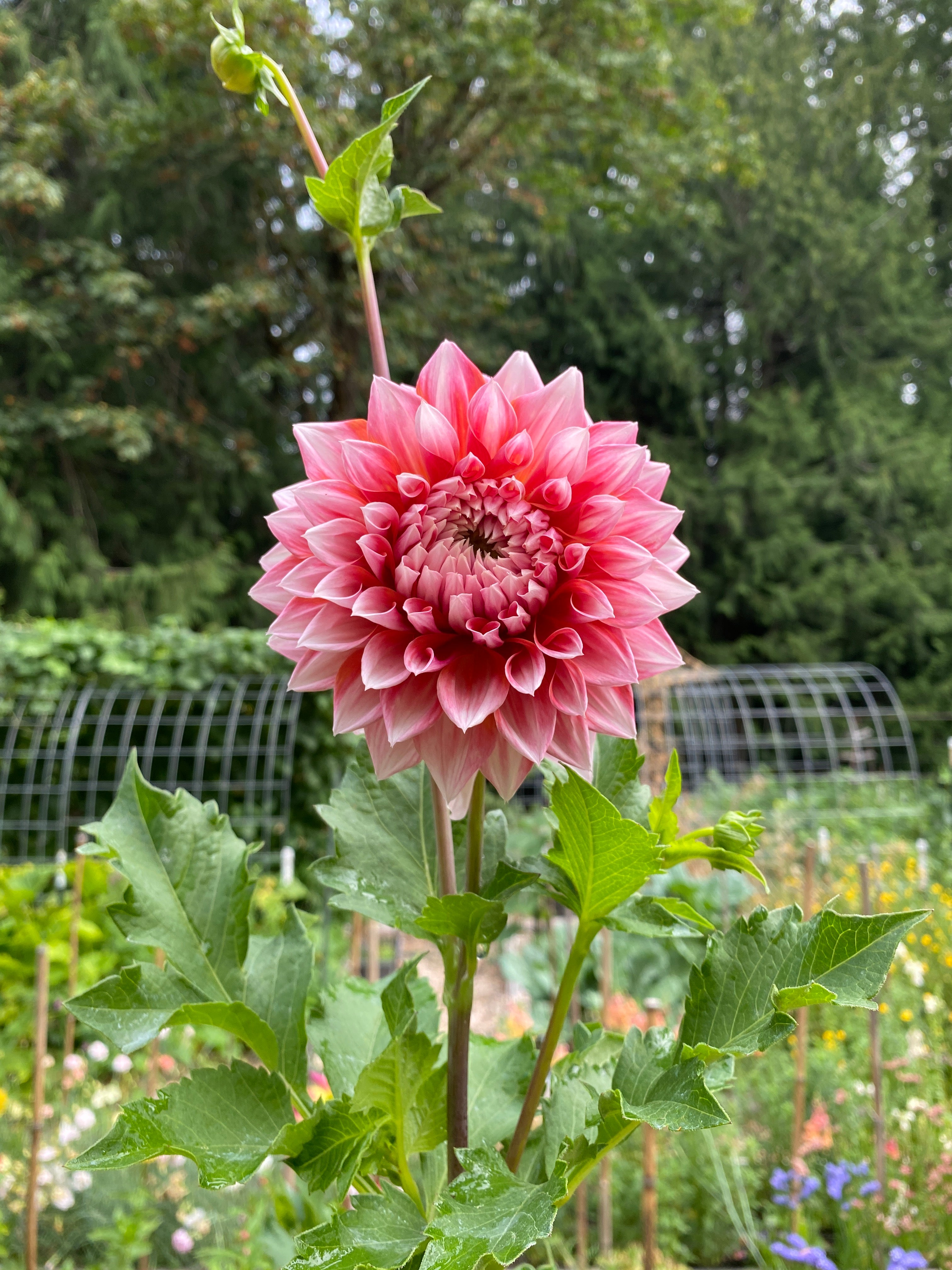 Alpen Parfait - Dahlia Tuber