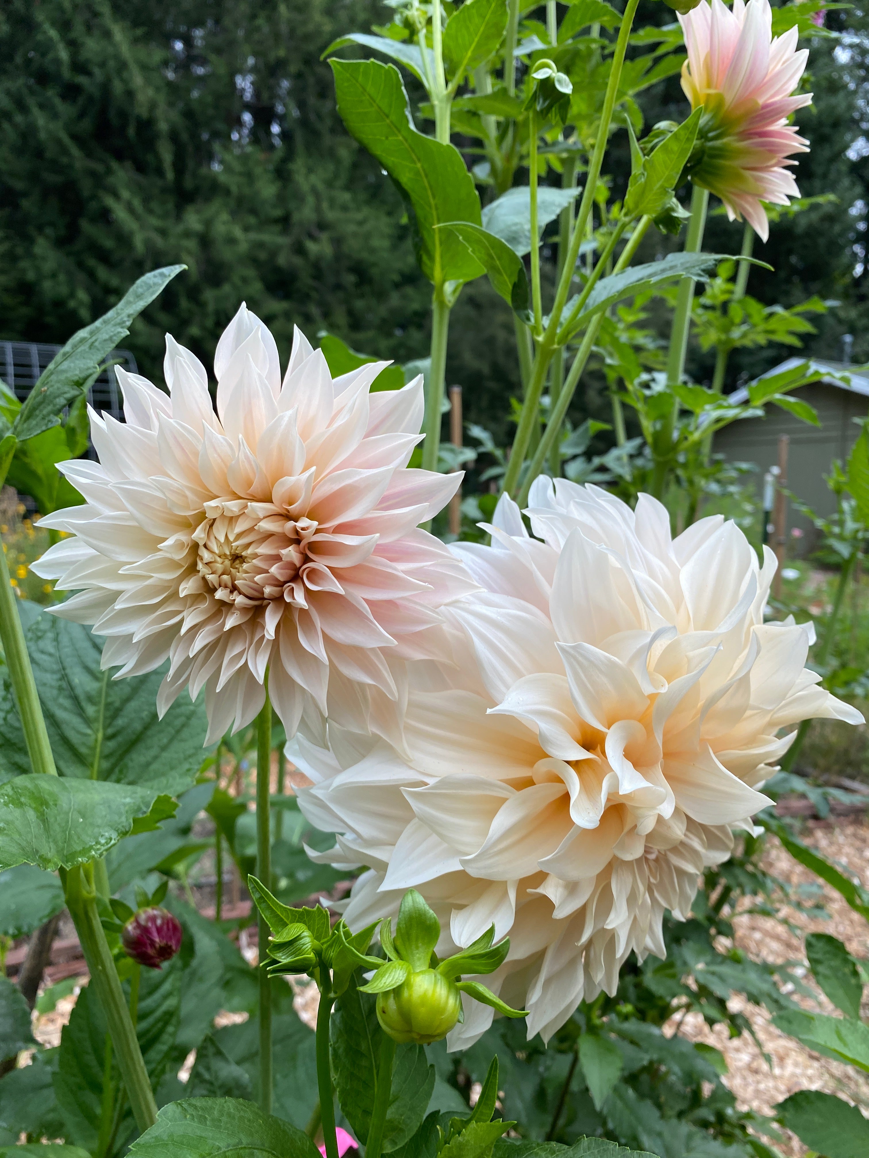 Cafe Au Lait - Dahlia Tuber