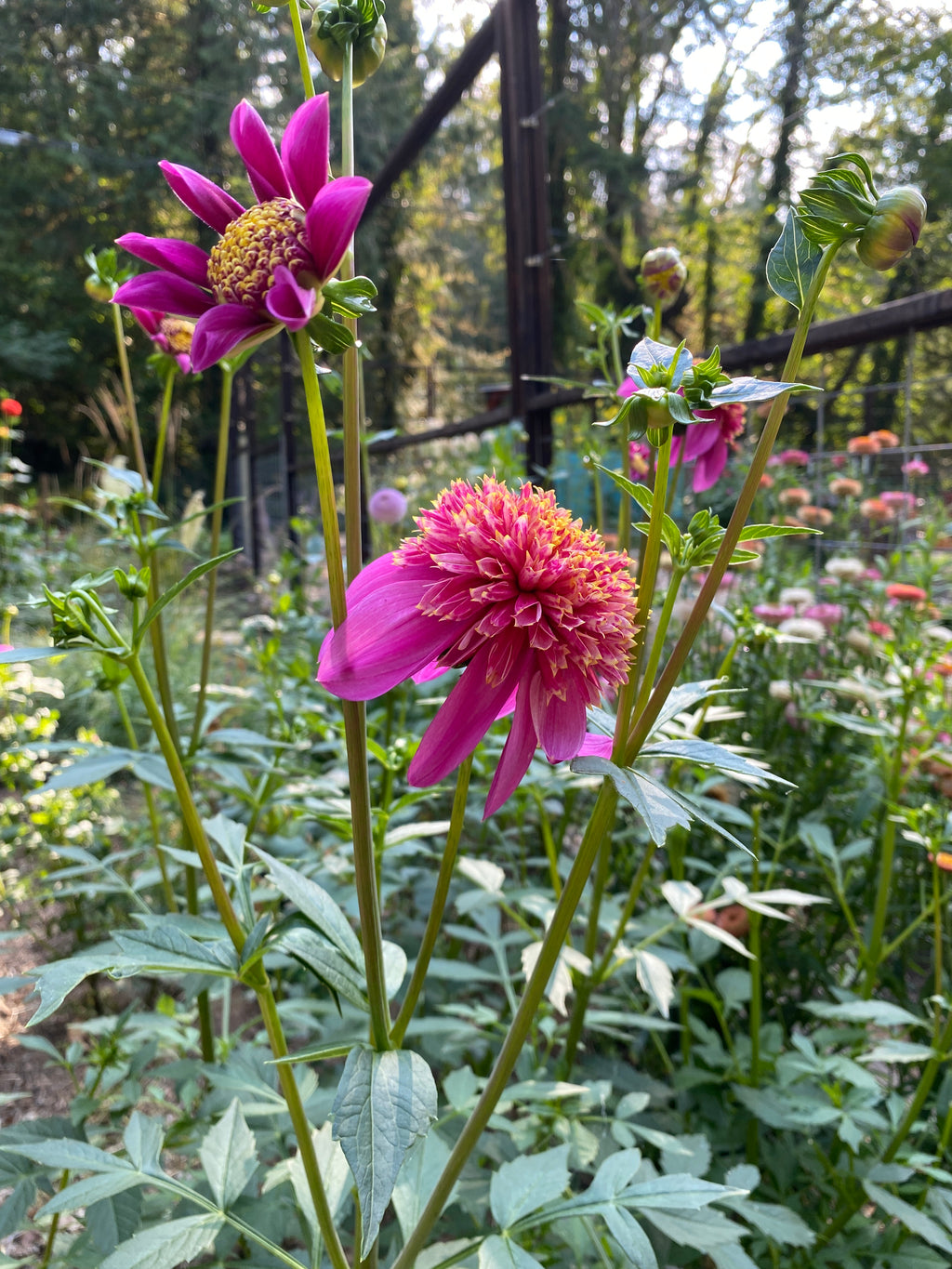 Mexico - Dahlia Tuber