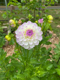 Midnight Moon - Dahlia Tuber