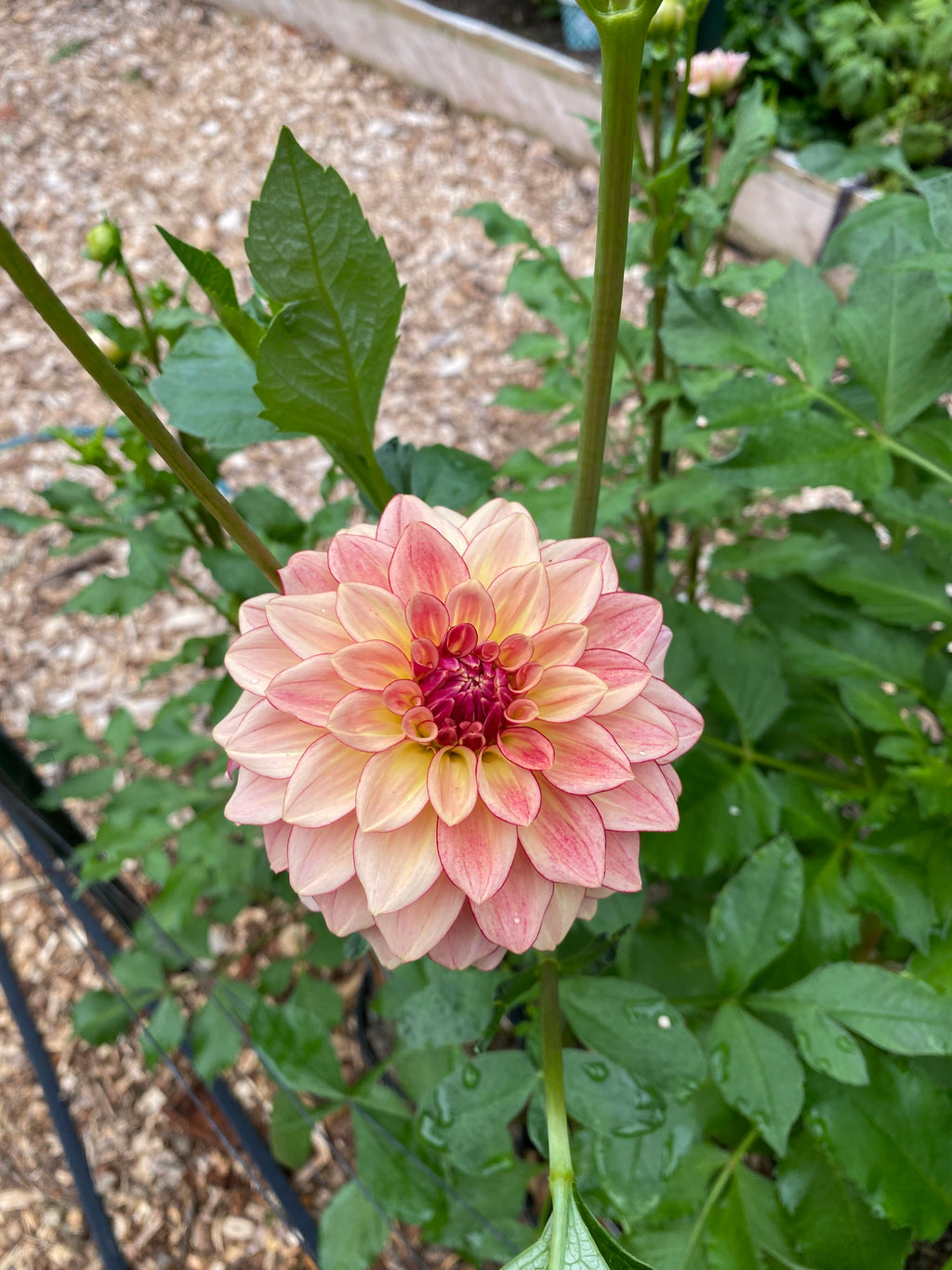 Mocha Katie - Dahlia Tuber