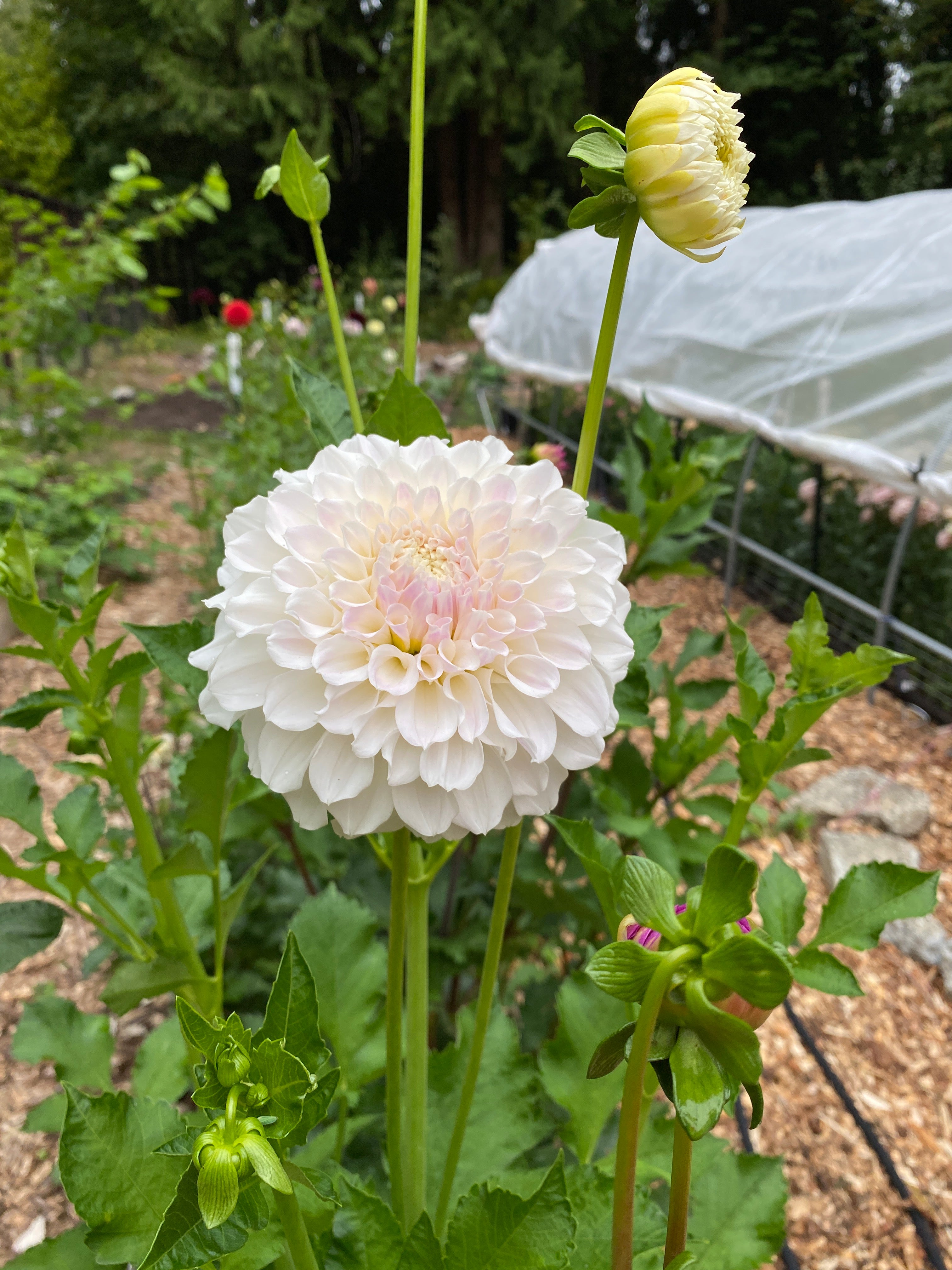 Irish Ruffles - Dahlia Tuber