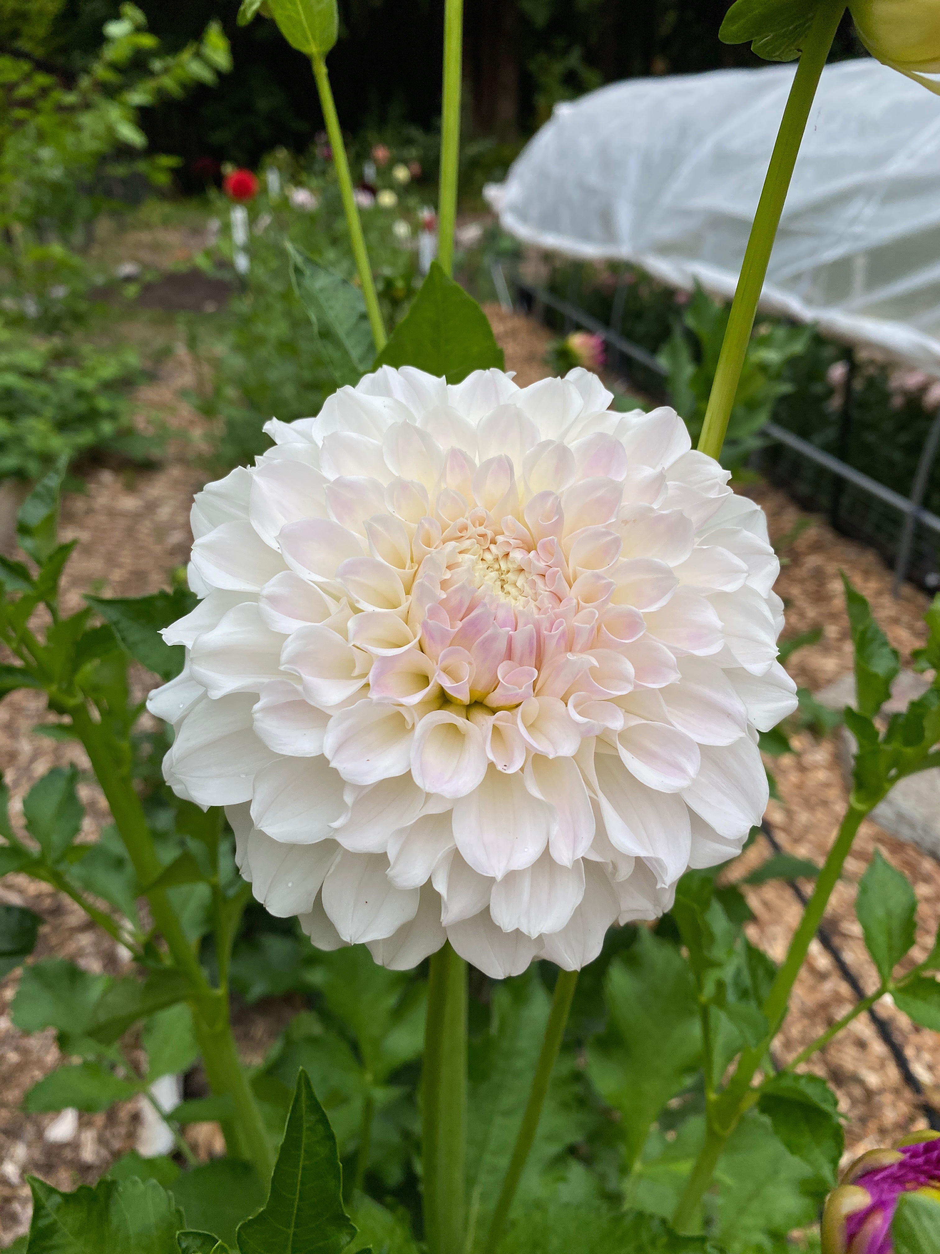 Irish Ruffles - Dahlia Tuber