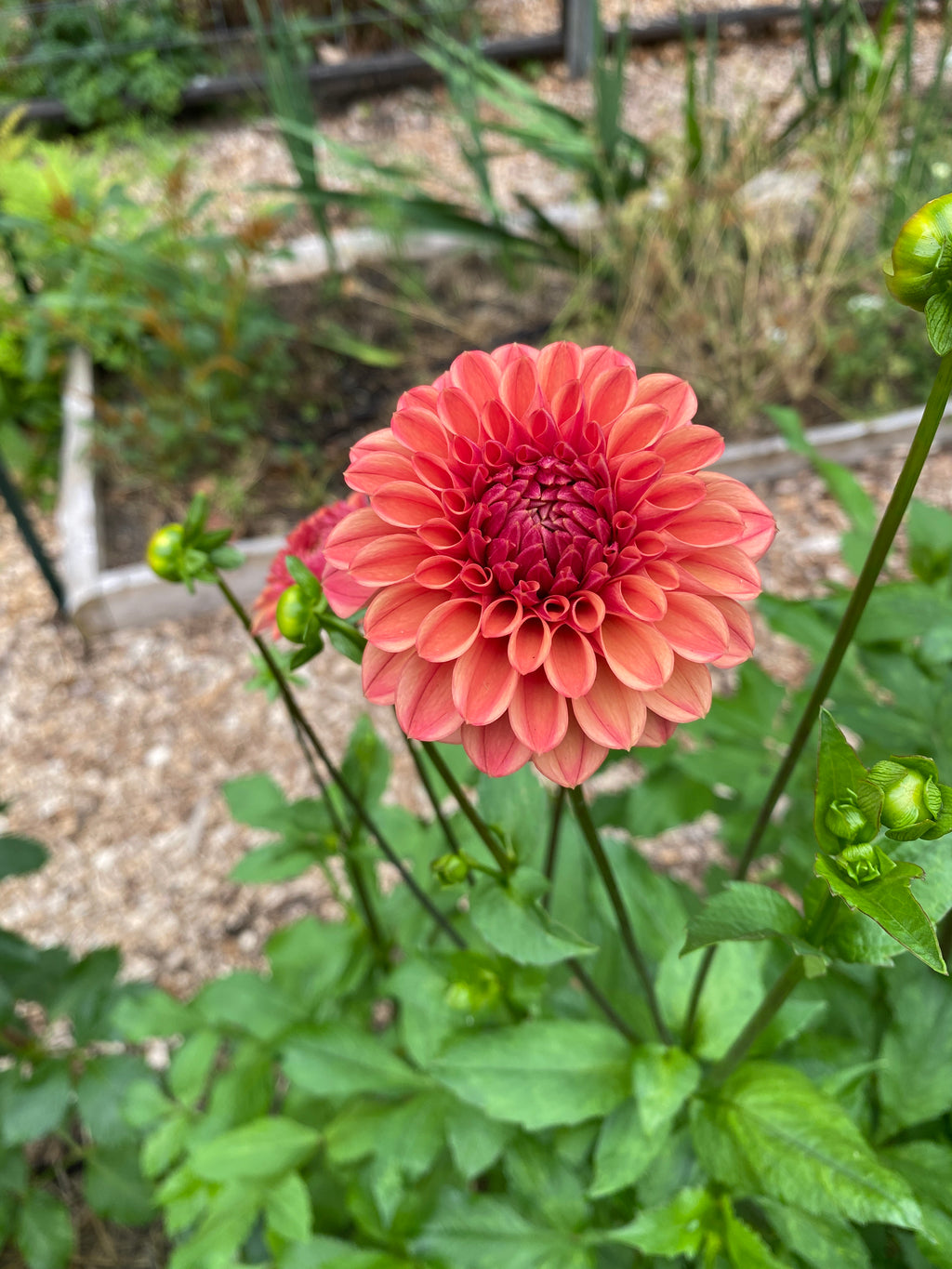 Ice Tea - Dahlia Tuber