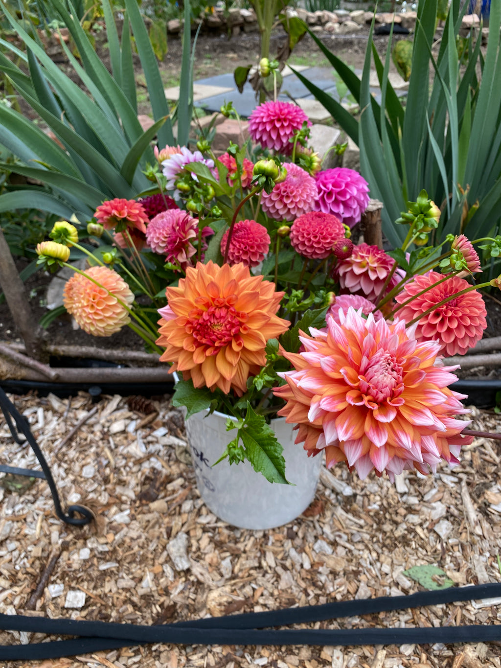 Growers Choice/Mystery Bulk Bundle of 10 - Dahlia Tuber