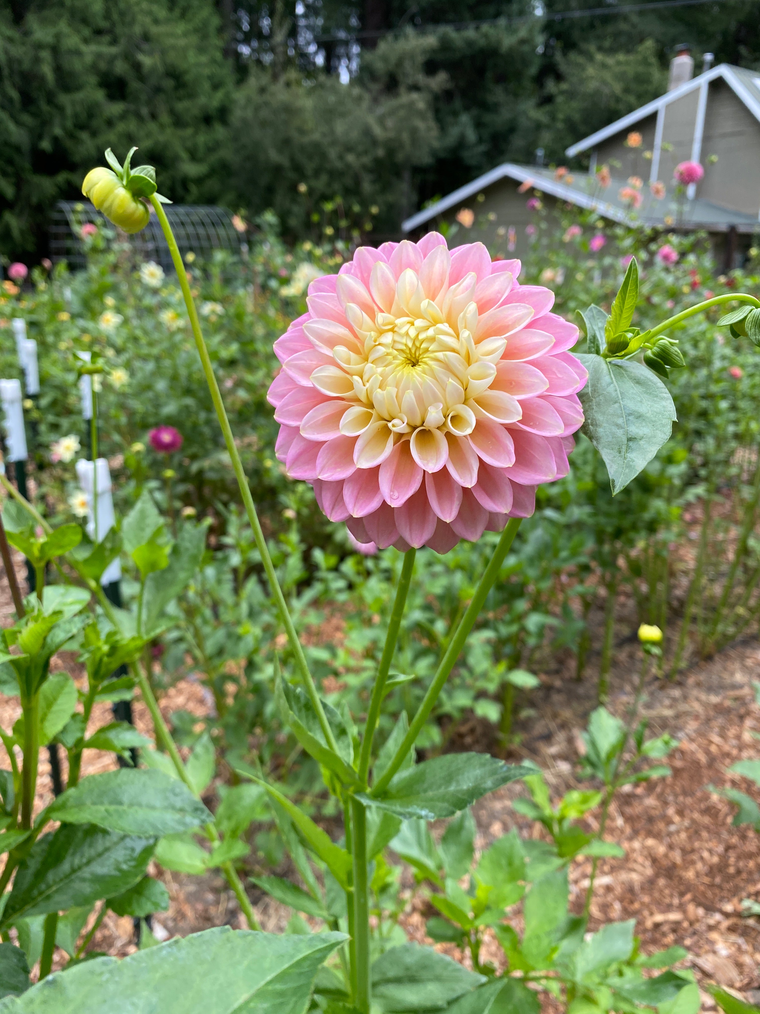 Sugartown Sunrise - Dahlia Tuber