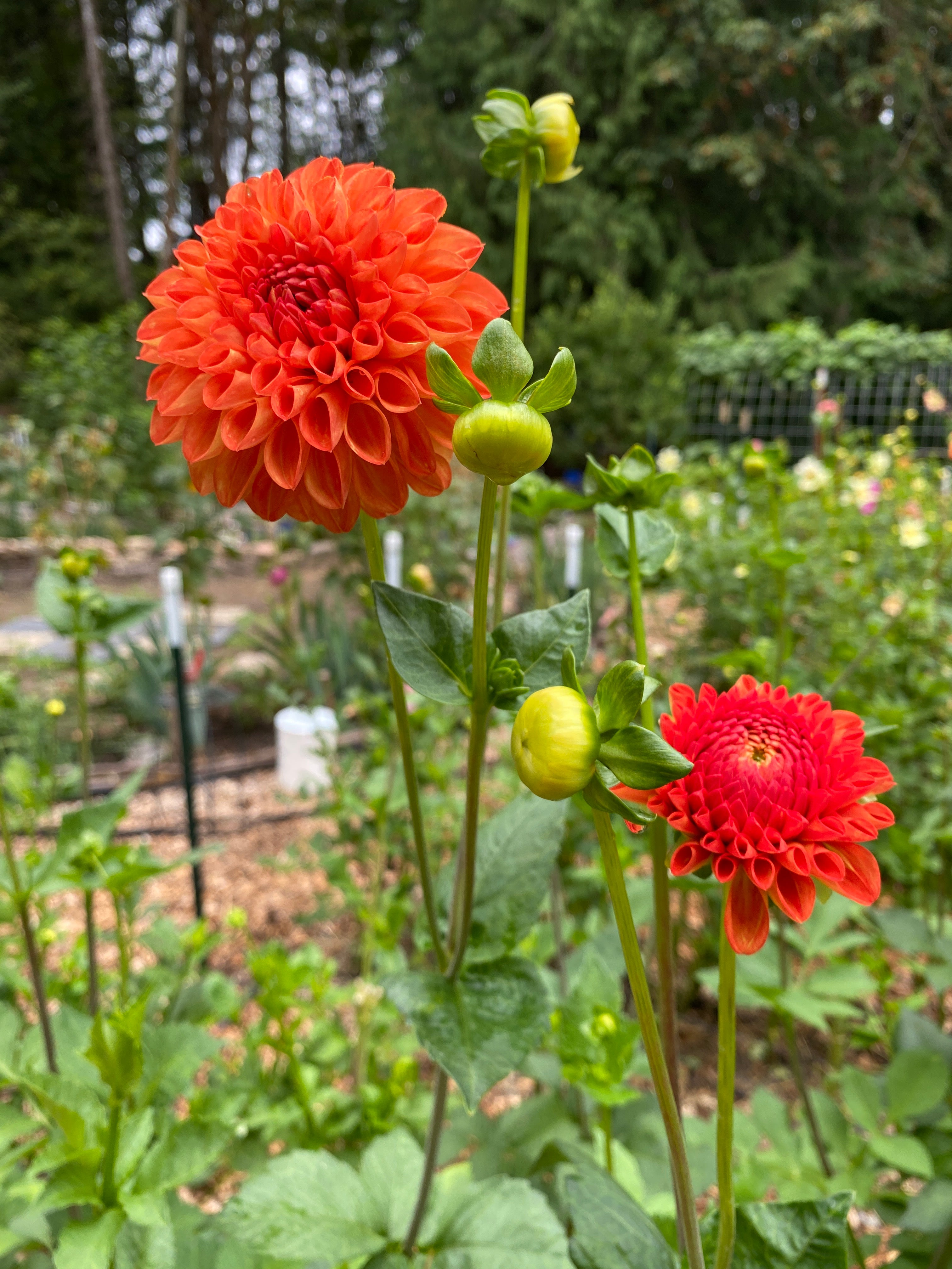 Orange Symphony - Dahlia Tuber