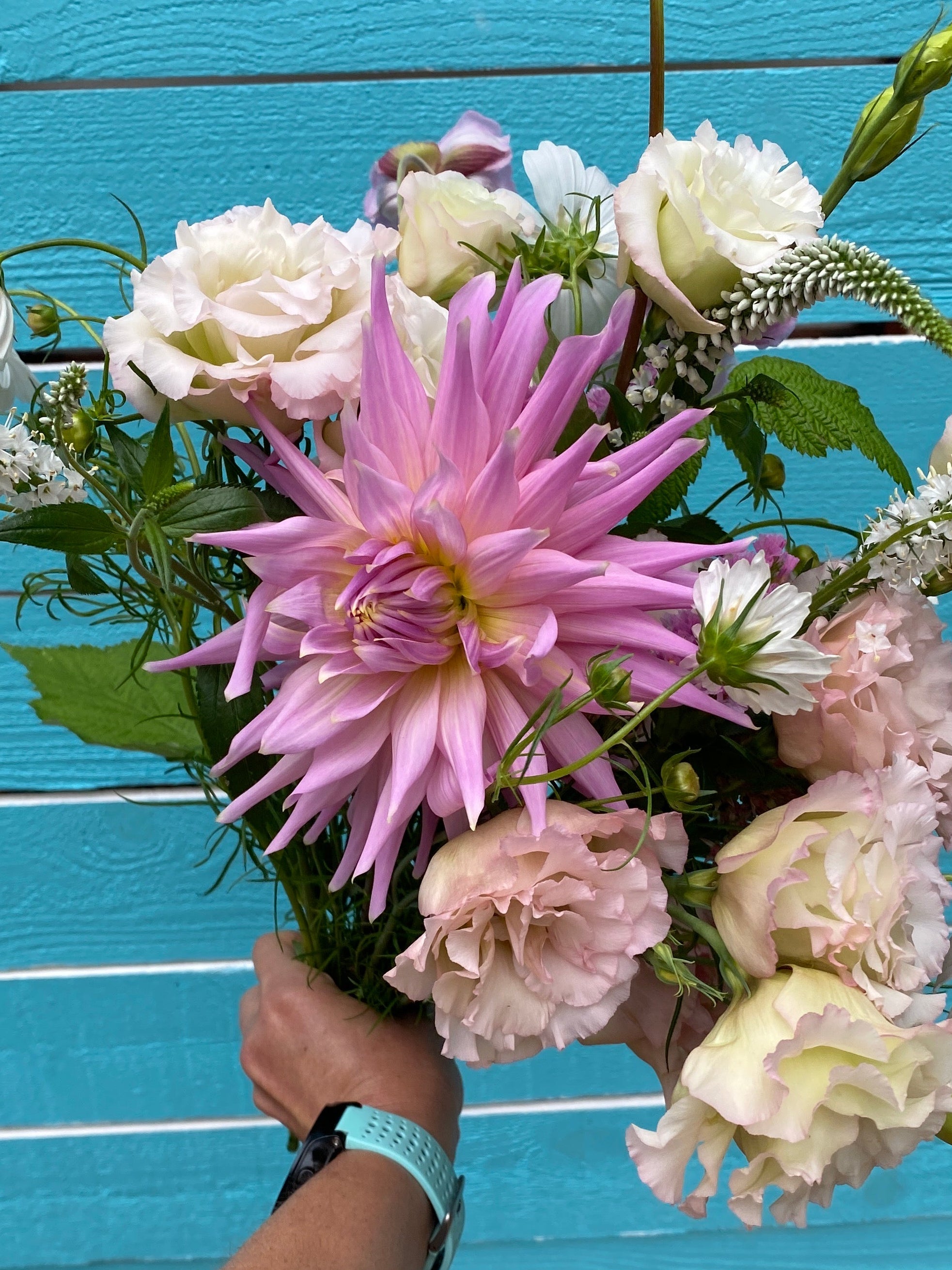 Wyn’s Mauve Mist - Dahlia Tuber