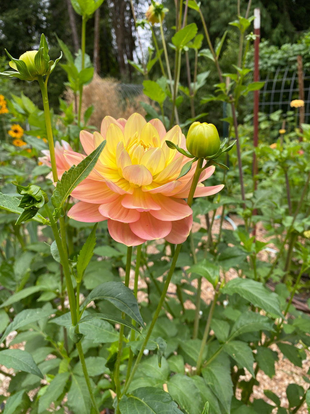 Hollyhill Serenity - Dahlia Tuber