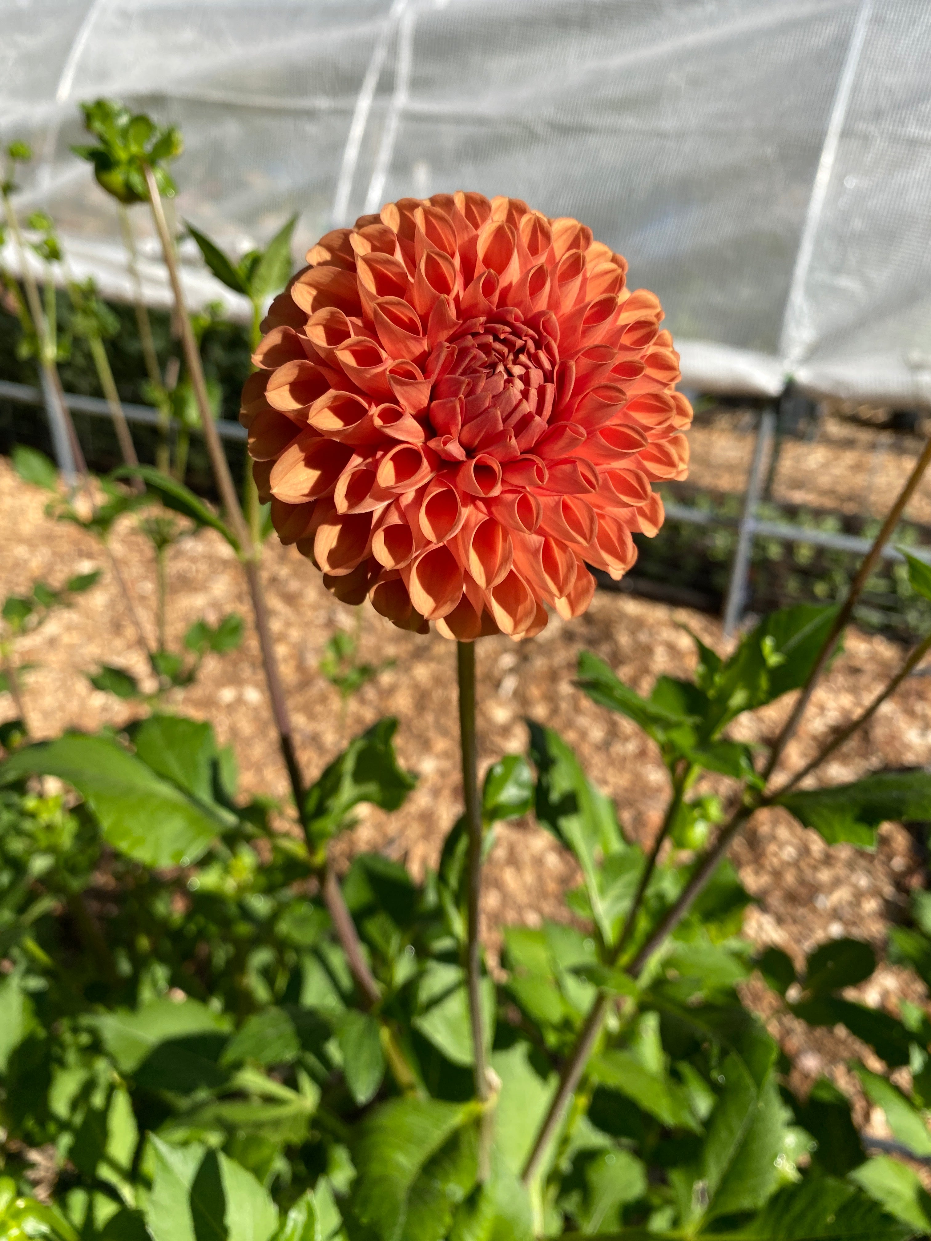 Cornel Bronze - Dahlia Tuber