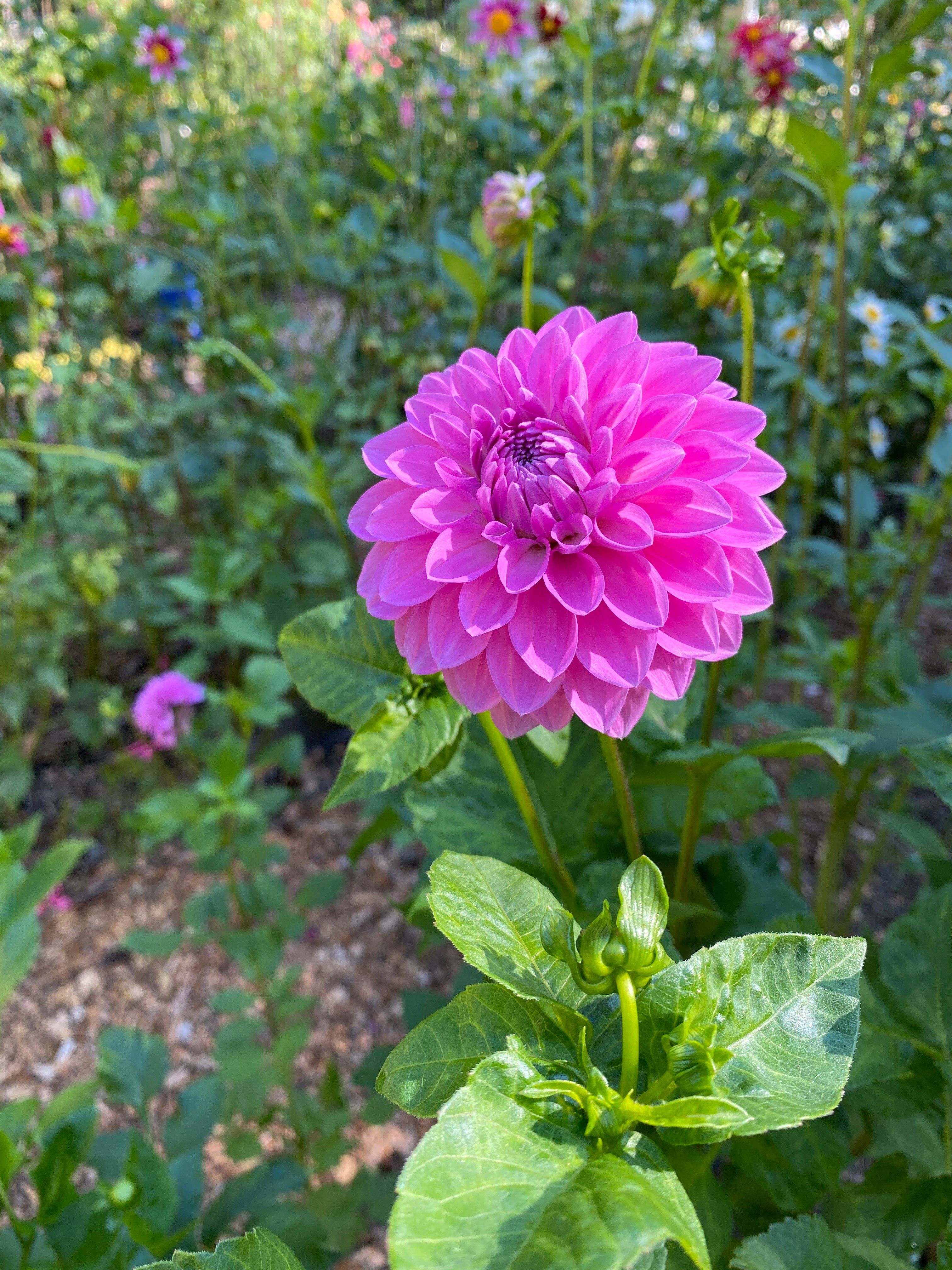 Chi Ca Loca - Dahlia Tuber