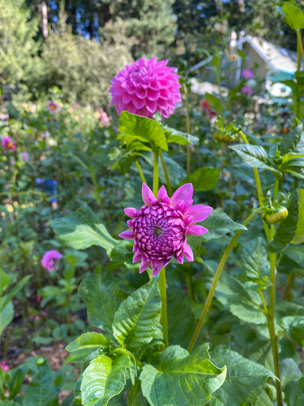 Chi Ca Loca - Dahlia Tuber
