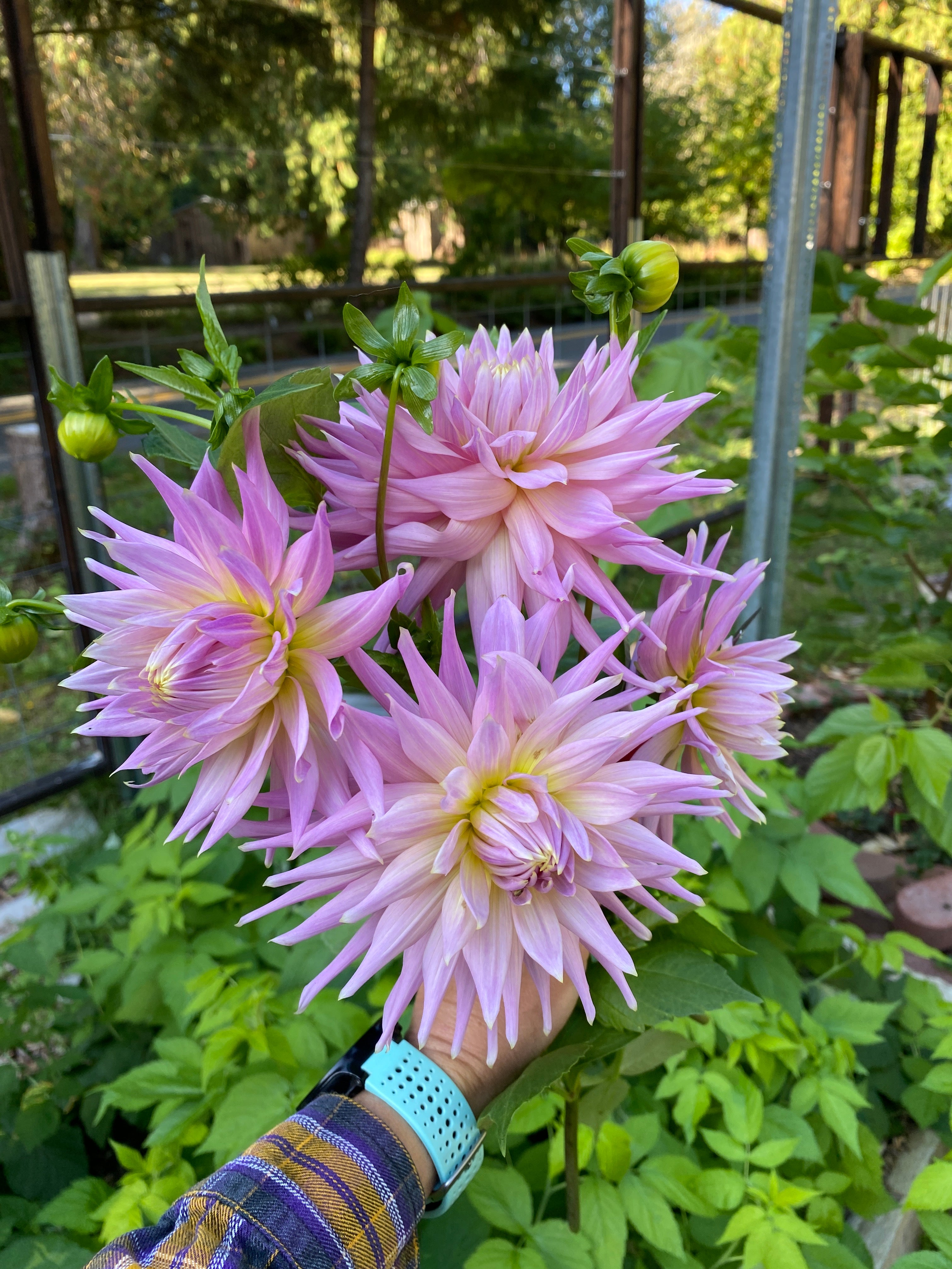 Wyn’s Mauve Mist - Dahlia Tuber